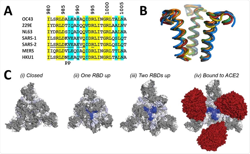 Structural location of 3A3 epitope and implications for antibody binding. The 3A3 epitope identified by HDX mass spectrometry (SARS-2 amino acids 980-1006) is highly conserved across the spike (A) sequences and (B) structures of coronaviruses known to infect humans. In (A), identical residues are highlighted in yellow and similar residues are highlighted in aqua. Solvent exposed residues visible in spike structures with at least one RBD-up are underlined in the SARS-2 sequence. The location of the two proline mutations introduced to 2P variants are shown below the alignment. In (B), the structure of each epitope is displayed as follows: SARS-2 (6VSB) – red, SARS-1 (6CRV, RMSD = 0.8 Å) – orange, MERS (5X5C, RMSD = 3.1 Å) – blue, NL63 (7KIP, RMSD = 2.6 Å) – grey, HKU1 (5I08, RMSD = 0.5 Å) – teal, OC43 (6OHW, RMSD = 0.6 Å) – green, 229E (6U7H, RMSD = 2.0 Å) – yellow. (C) Trimeric SARS-2 spike in various conformations colored according to the difference in deuterium fractional uptake between SARS-2 HexaPro spike alone and with 3A3 IgG (as in Figure 4D). The 3A3 epitope (dark blue) within S2 is completely hidden by S1 in the structure of wild-type SARS-2 spike in the (i) three RBDs down or closed conformation (PDB: 6XR8). In structures of stabilized spike with (ii) one RBD-up (PDB: 6VSB), (iii) two RBDs up (PDB: 7A93), or (iv) three RBDs up and bound to ACE2 (red) (PDB: 7A98), the 3A3 epitope is increasingly accessible. Residues lacking coverage in the HDX experiment are indicated in grey. The side view is shown in fig. S10C.