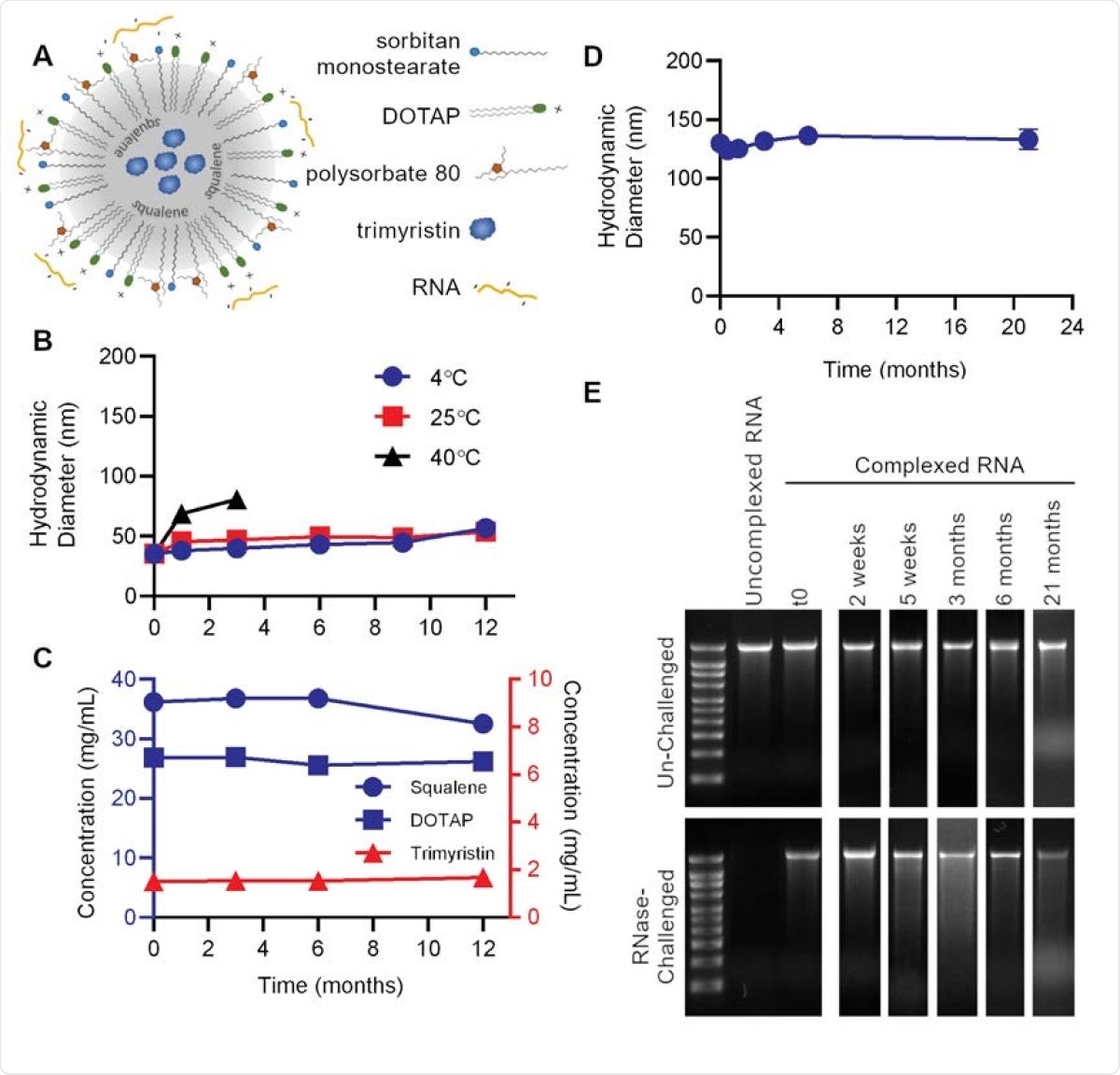 Nanostructured lipid carrier (NLC) formulation alone is stable at 4°C, allowing for stockpiling. (A) Schematic of RNA electrostatically binding to the outside of the NLC. (B) Particle size of NLC alone after storage at indicated temperatures. (C) Concentration of NLC components after long-term 4°C storage. (D) Vaccine particle size after complexing 4°C-stored 5 NLC with SEAP saRNA. (E) Protection of SEAP saRNA from RNase challenge by NLC stored at 4°C for the indicated length of time.