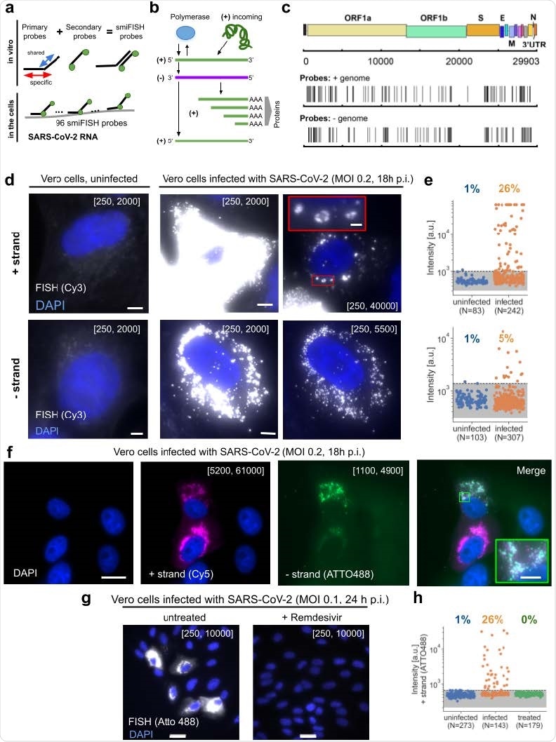 Visualizing SARS-CoV-2 with CoronaFISH (a) Principle of CoronaFISH. 96 primary probes are pre-hybridized in vitro with dye-carrying secondary probes via the FLAP sequence. Resulting duplexes are subsequently hybridized in cells to target the SARS-CoV-2 positive or negative RNA. (b) Replication cycle of SARS-CoV-2. Incoming, genomic positive-strand RNA is used to produce viral polymerase. Polymerase produces a negative-strand replication intermediate, which serves as a template for synthesis of full-length positive-strand and shorter sub-genomic RNAs. The latter are used to produce other viral proteins. (c) Genome of SARS-CoV-2 with indicated probe positions targeting the positive and negative strand. (d) Images of uninfected and infected Vero cells with either the positive or negative strands detected with Cy3-labeled probes. Shown are zoom-ins on individual cells. Fullsize images in Fig S1a. First column shows uninfected control, second and third column infected cells with different intensity scalings as indicated in brackets (the first and second values in brackets indicate the pixel values corresponding to the lowest and brightest intensities in the displayed image, respectively). Scale bars 5 μm. Scale bar in red inset 1 μm. (e) Quantification of signal intensities in individual cells. Dashed line is the 99% quantile estimated from uninfected samples. (f) Simultaneous imaging of positive and negative strands with dual-color CoronaFISH. Scale bar in full image 10 μm, in inset 2 μm. (g) Images of Remdesivir treated (right) or untreated cells (left). Scale bars 30 μm. (h) Quantification of Remdesivir treated cells performed as in e).
