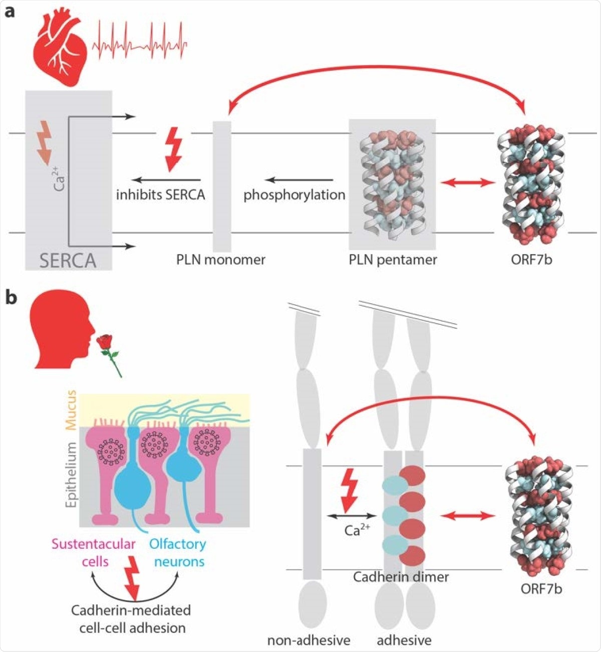 ORF7b has the potential to interfere with cellular functions. a) In the heart muscle, SERCA catalyzes Ca2+ transport across the membrane. PLN is an inhibitor of SERCA, and thus regulates Ca2+ transport, and ultimately heart muscle contraction and heart rhythm. PLN binds to SERCA as a monomer, that is formed in a phosphorylation-dependent manner. ORF7b has the potential to interact, via its leucine zipper, with PLN monomers. b) Olfactory neurons present cilia to the mucus. They are supported by sustentacular cells in the epithelium. Only these support cells can be entered by the virus. Cell-cell adhesion between same and different cell types is mediated by E-cadherin. For E-cadherin to be adhesive, it must dimerize, including via the leucine zipper transmembrane domain. ORF7b has the potential to interefere with adhesion by interaction of its leucine zipper with the one from the E-cadherin transmembrane domain. Cartoon of olfactory endothelium adapted from (56).