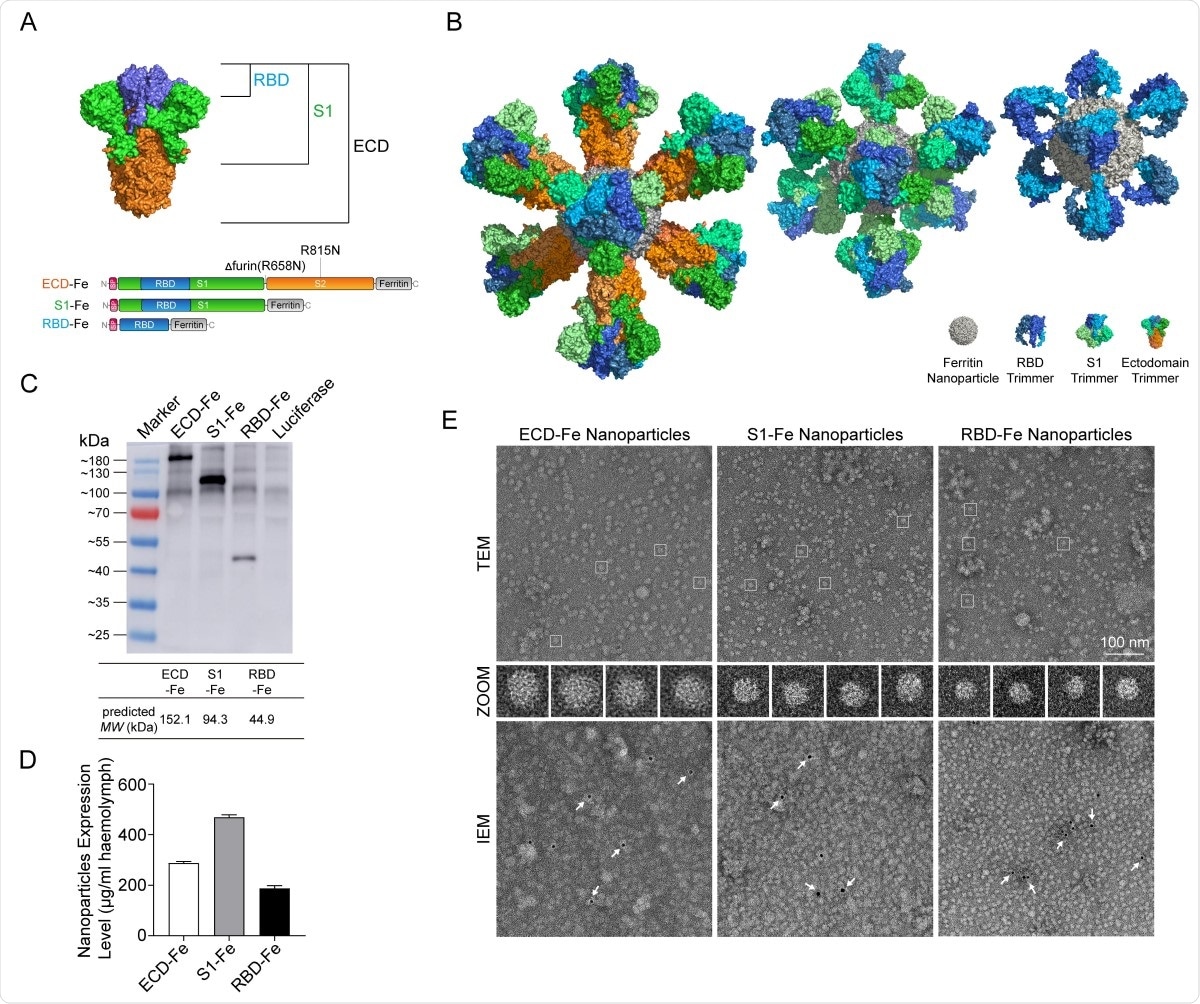 Construction and expression of nanoparticle vaccines. (A) Schematic of vaccine components which were RBD-Fe, S1-Fe and ECD-Fe. Fe: Ferritin, RBD: receptor-binding domain, ECD: ectodomain. (B) Schematic of nanoparticle of the three vaccines. PyMOL software was used for visualization14. (C) Western Blot analysis of the products prepared in silkworm by using an anti-RBD antibody. (D) ELISA of the S proteins to evaluate the expression levels. ECD-Fe with 287 ug/mL larval haemolymph, S1-Fe with 468 ug/mL larval haemolymph, RBD-Fe with 187 ug/mL larval haemolymph. (E) TEM image and two-dimensional (2D) reconstruction confirmed the successful assembly of each nanoparticle, IEM confirmed the S protein on the surface of the nanoparticle.