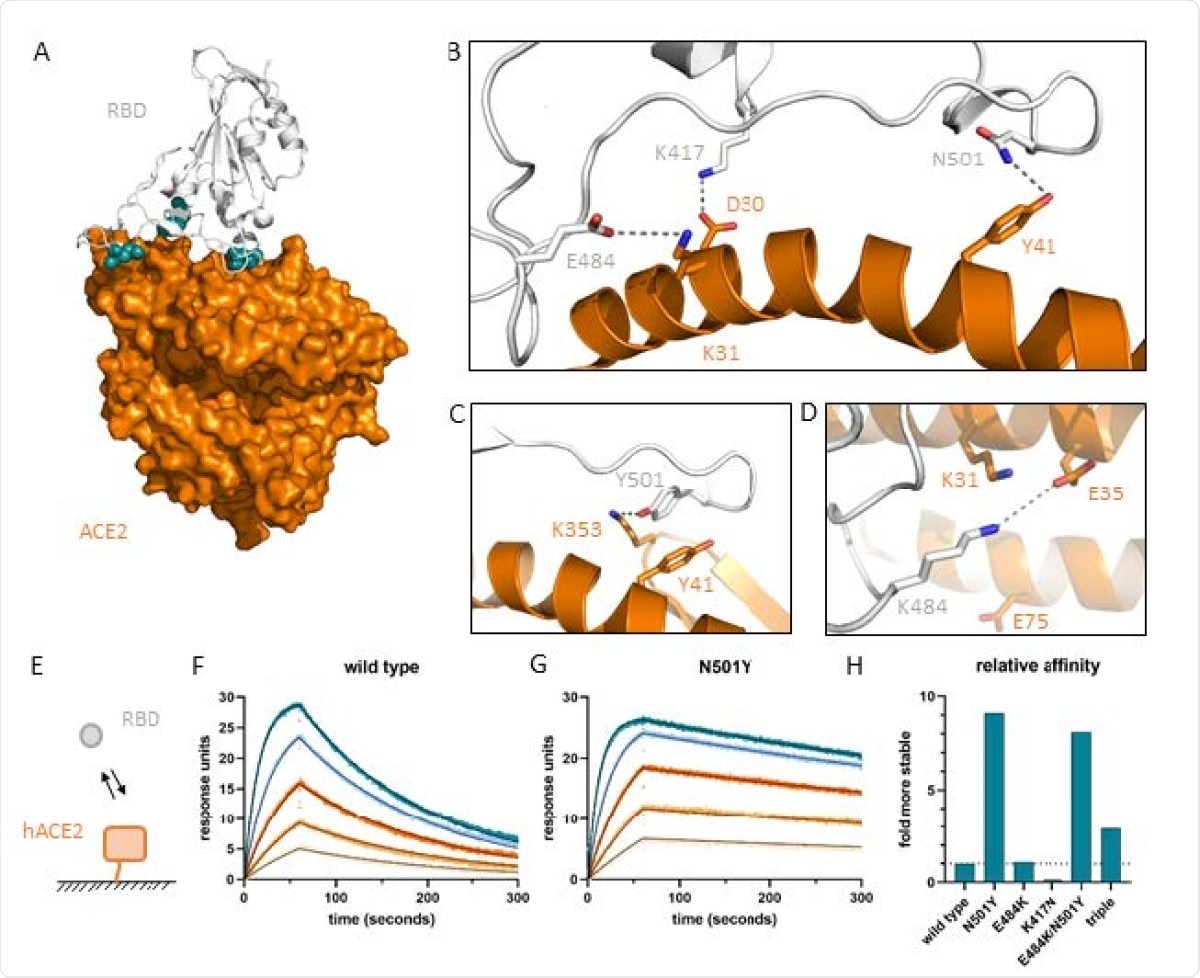 Effects of amino acid mutations on molecular interactions and strength of the interface between hACE2 and the SARS-CoV-2 receptor binding domain. (A) Location of residues N501, E484 and K417 indicated by blue spheres at the interface of SARS-CoV-2 receptor binding domain (white cartoon representation) and the hACE2 ectodomain (orange surface representation) in 6m0j.pdb [24]. (B) Details of the interactions with RBD N501 forming a hydrogen bond with hACE2 Y41, RBD E484 forming an ion-pair with hACE2 K31, and RBD K417 forming a salt-bridge (ion-pair plus hydrogen bond) with hACE2 D30. (C) RBD Y501 creates a new hydrogen bond and stacks its aromatic ring onto hACE2 Y41. (D) Possible new ion-pair between K484 and E35 across the interface. (E) Cartoon visualizing SPR setup using Biacore T100. (F) Sensorgrams for wild type RBD (colored) with fit of a 1:1 binding model (thin black lines). (G) Sensorgrams for N501Y with fit of 1:1 binding model (thin black lines). (H) Affinity of RBD mutants relative to wild type RBD.