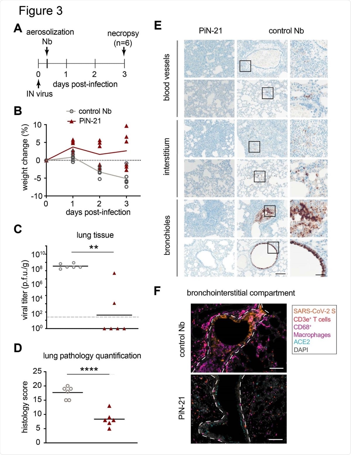 Treatment efficacy of aerosolized PiN-21 in the hamster model of SARS-CoV-2. A. Overview of the experiment design. 3 x 104 p.f.u. of SARS-CoV-2 was IN inoculated. PiN-21 or a control Nb was aerosolized to hamsters in the cage 6 h.p.i. Animal weight changes were monitored, nasal washes and throat swabs were taken daily. Animals were euthanized for necropsy on 3 d.p.i. B. The percentage of body weight change of PiN-21 aerosol-treated animals compared to the control (n=6). C. Reduction of viral titers in hamster lungs (3 d.p.i.). Significant differences were observed between treated and control groups. **, P < 0.01; *, P < 0.05. The dashed line indicates the detection limit of the assay. D. Lung pathology scores of treated and control groups. Significant difference was denoted by ****, P < 0.0001. E. H&E staining of necrotizing bronchointerstitial pneumonia affiliate with abundant SARS-CoV-2 S antigen in bronchiole epithelium and alveolar type 1 and 2 pneumocytes in the control group. All images acquired at 20 x, scale bar = 100 µm. Areas marked by boxes are shown at higher magnification in the right-most panel (scale bar = 25 µm). F. Immunostainings of bronchointerstitial compartments (3 d.p.i.). Orange, SARS-CoV-2 S; magenta, CD68/macrophages; red, CD3e+ T cells; teal, ACE2; Grey, DAPI. The bronchiole is outlined by white hash. Total magnification 200x, scale bar = 100 µm.
