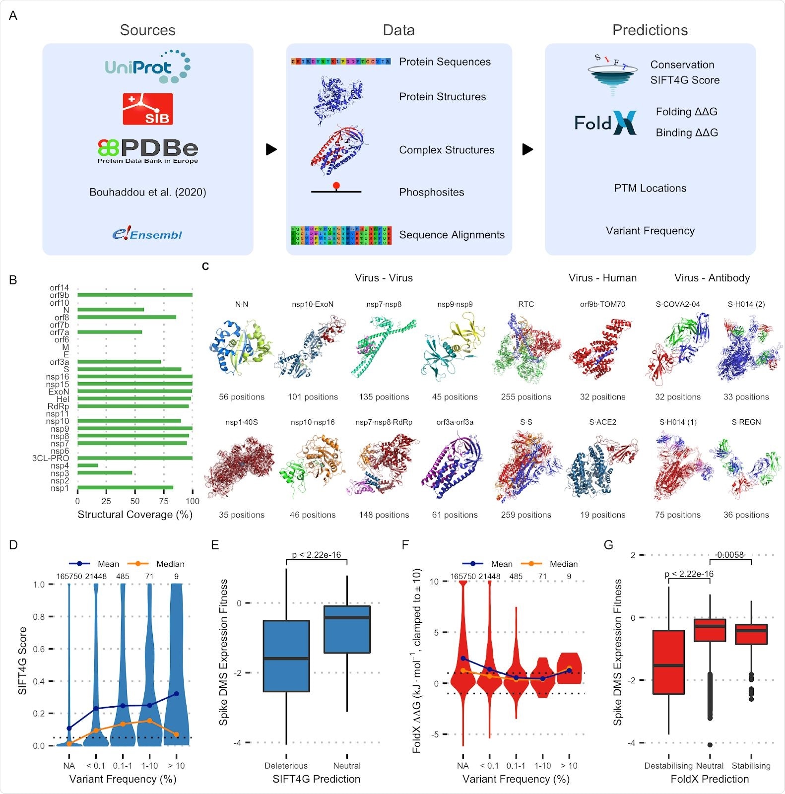 A: Data generation pipeline schematic. B: Percentage of residues covered by structural models for each protein. C: Protein complex structures currently included in the dataset. D: Distribution of SIFT4G scores for variants across frequencies. NA indicates variants that were not observed at all. The threshold for prediction being significant (0.05) is marked as is the number of variants in each category E: Distribution of Spike DMS variant expression fitness scores for variants predicted deleterious (< 0.05) or neutral (/> 0.05) by SIFT4G. The p-value from a Wilcoxon signed-rank test is shown. F: Distribution of FoldX ΔΔG predictions for variants of varying frequencies. The thresholds for a variant being considered destabilising (1) and stabilising (-1) are marked. G: Distribution of Spike deep mutational scan variant expression fitness for variants predicted destabilising, neutral or stabilising by FoldX. P-values from Wilcoxon signed-rank tests are shown.