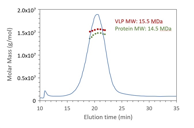 FFF-UV-MALS-RI confirms the expected molar mass of protein capsid and genetic content for a VLP sample. The Rg also agrees with the expected value. Data courtesy A. Citkowicz, Bayer Healthcare Pharmaceuticals. I