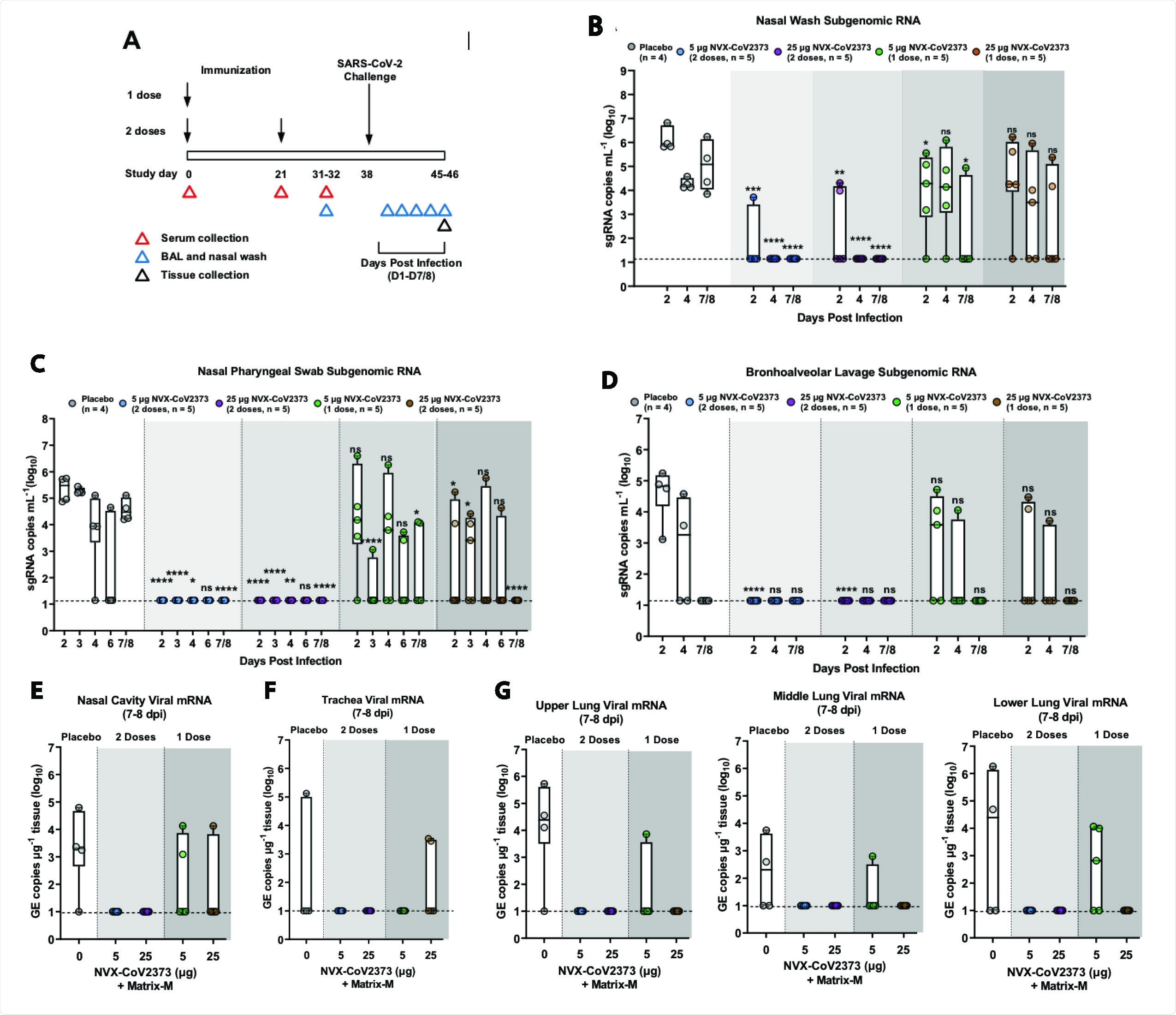 Subgenomic RNA and viral RNA in upper and lower respiratory tract of NVX908 CoV2373 immunized rhesus macaques