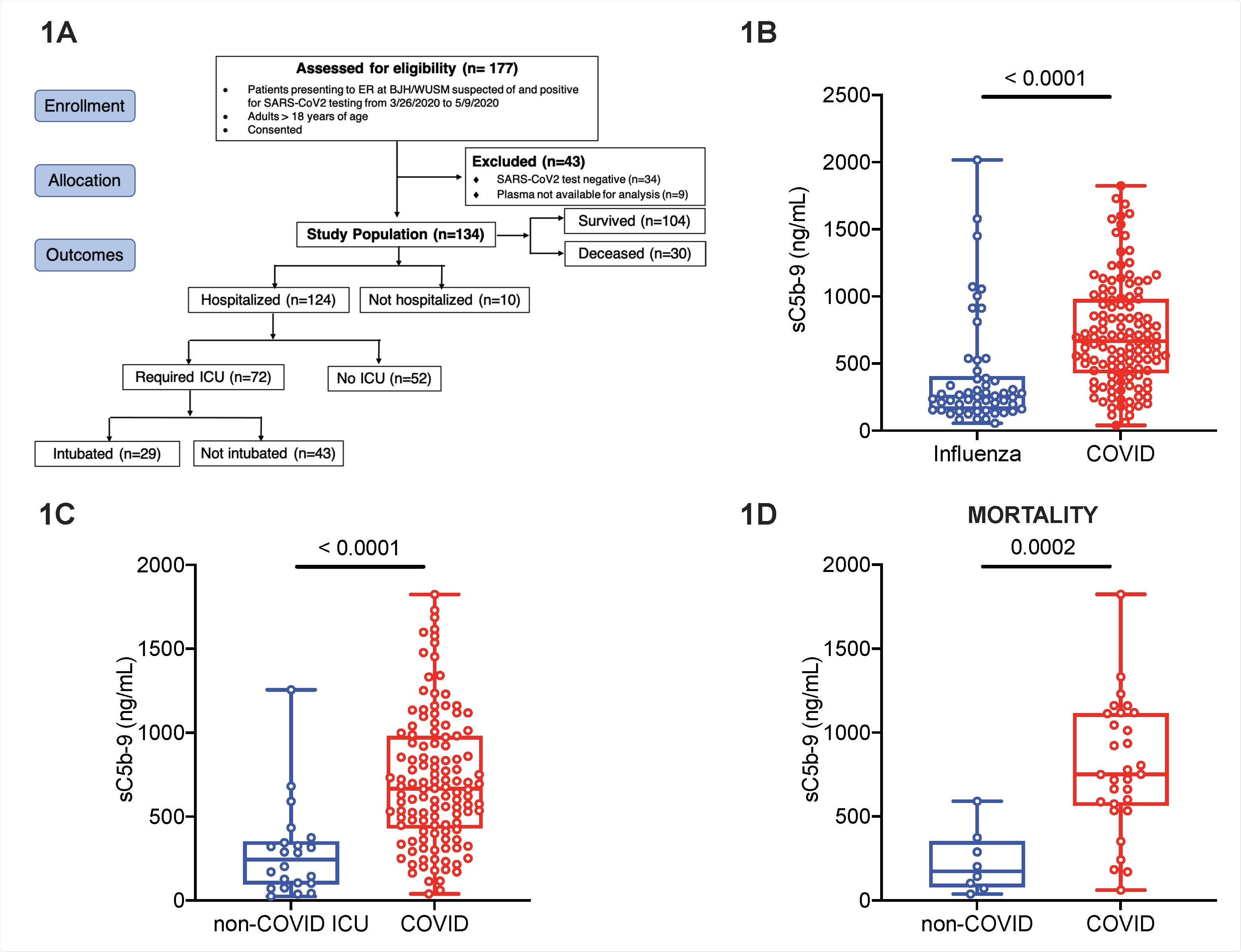 Markers of complement activation are unique to COVID-19 compared to nonCOVID-19 respiratory failure. Plasma for determination of circulating markers of complement activation was obtained in patients with COVID-19 and influenza at Barnes-Jewish Hospital (BJH)/Washington University School of Medicine (WUSM). (A) CONSORT flow diagram showing patient enrollment, allocation and outcomes in the COVID-19 cohort. The CONSORT diagram for the influenza and non-COVID acute respiratory failure cohorts are in Figure S1. Box and whiskers plots of differences in sC5b-9 between (B) the influenza (EDFLU) and COVID-19 cohorts, (C) the non-COVID acute respiratory failure (Immunity in Pneumonia and Sepsis, IPS) and the COVID19 cohorts, and (D) restricting the cohorts in Fig.1C to those who died. The center of the box represents the median value, and the length of the box represents the interquartile range. The whiskers represent the minimum and maximum values in each group. Statistical significance is determined using Mann-Whitney U test.