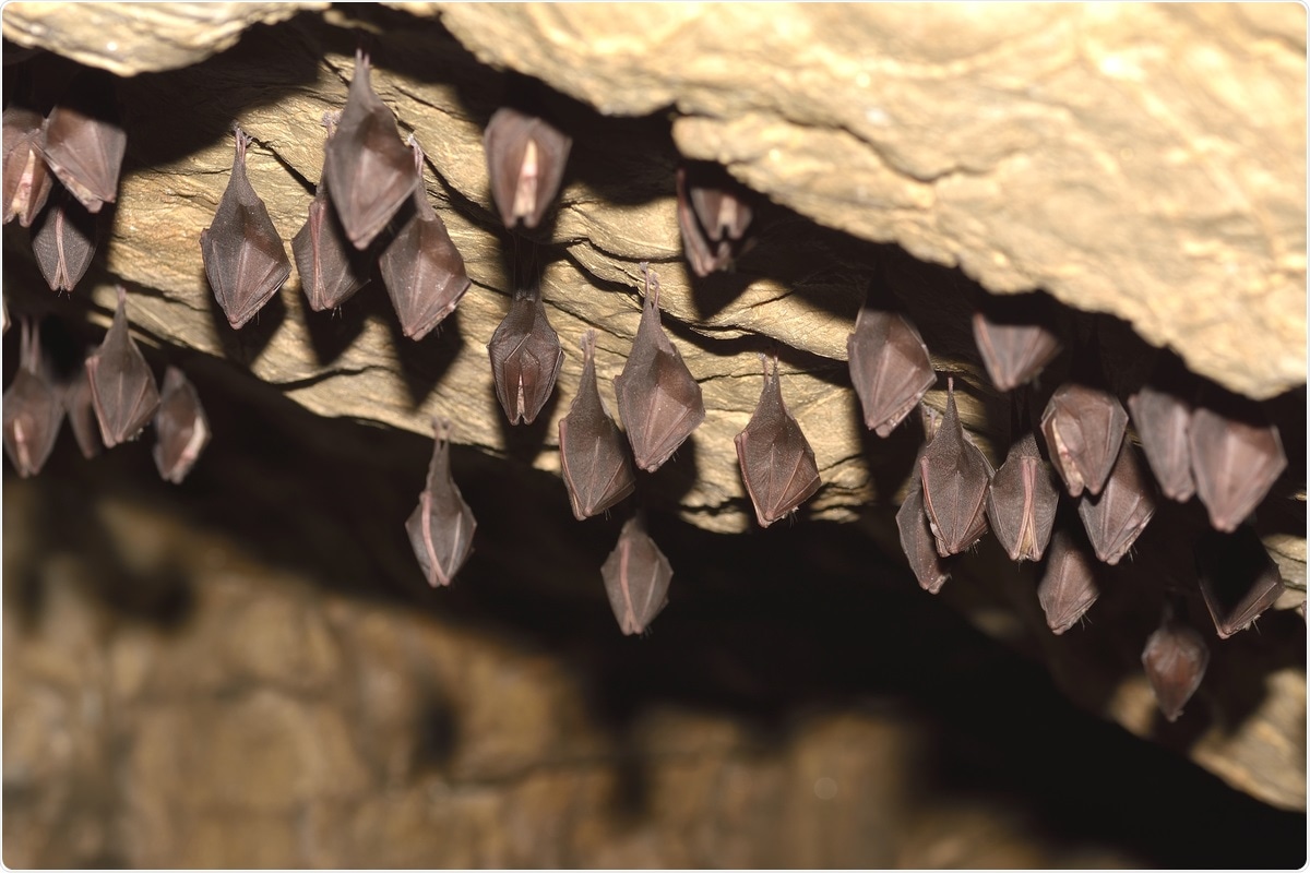 Study: Evidence for SARS-CoV-2 related coronaviruses circulating in bats and pangolins in Southeast Asia. Image Credit: All-stock-photos / Shutterstock