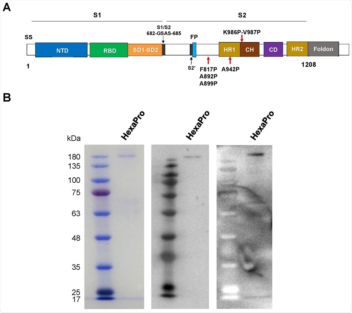 The recombinant SARS-CoV-2 HexaPro spike protein. (A) Schematic representation of the prefusionstabilized SARS-CoV-2 HexaPro ectodomain showing the S1 and S2 subunits. Four additional proline substitutions from S-2P construct are indicated by the red arrows shown below the construct. (B) The HexaPro protein expressed in HEK293T cells was purified and characterized by SDS-PAGE (left), western blot using a commercial anti-RBD (middle), and western blot using pooled convalescence sera (right).