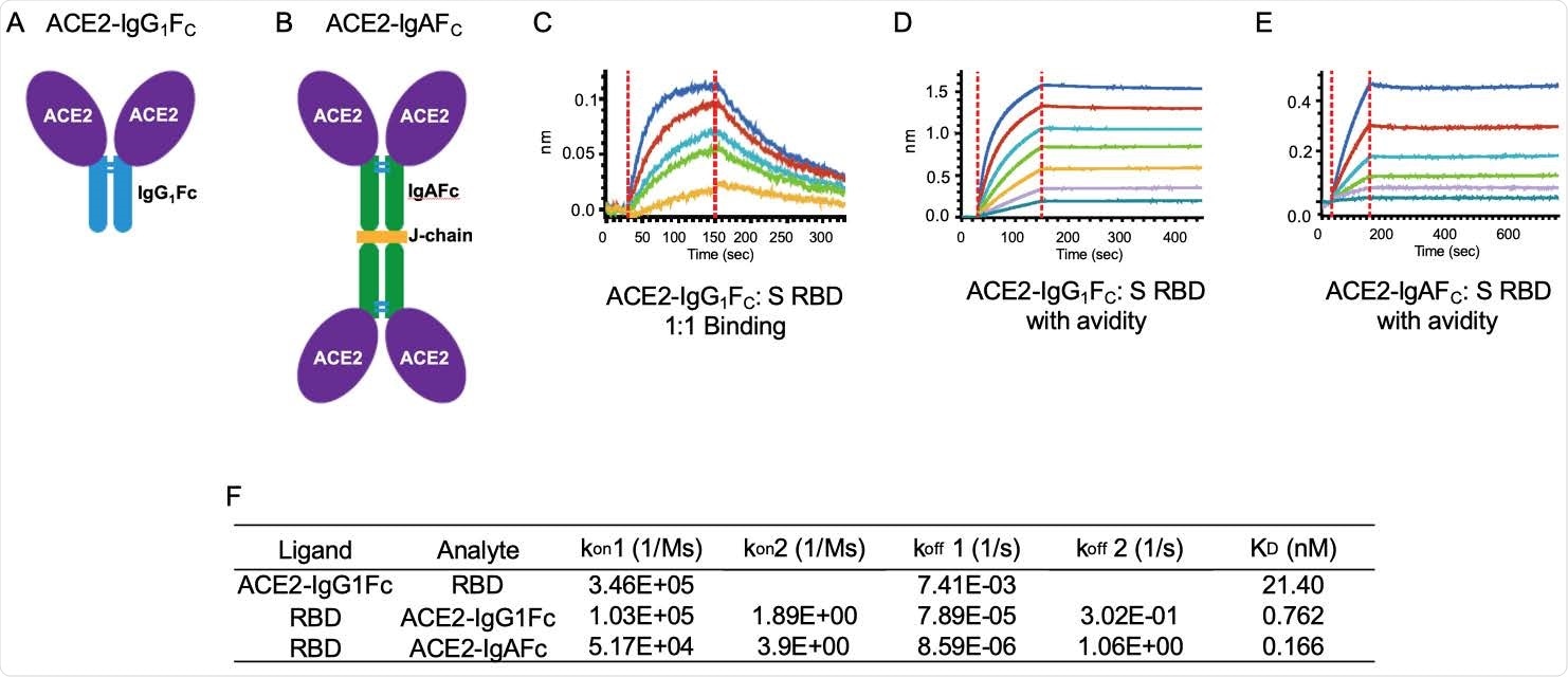 ACE2-IgG1FC and dimeric -IgAFC decoys bind the spike receptor binding domain (S RBD) with high affinity. The (A) ACE2-IgG1FC decoy; (B) dimeric ACE2-IgAFC decoy fused via a chain are shown. Biolayer Interferometry (BLI) kinetics analysis of (C) 1:1 binding and (D) binding with avidity for the ACE2-IgG1FC decoy; and (E) BLI binding with avidity for the ACE2-IgAFC decoy are shown. (F) Table of binding affinity values.