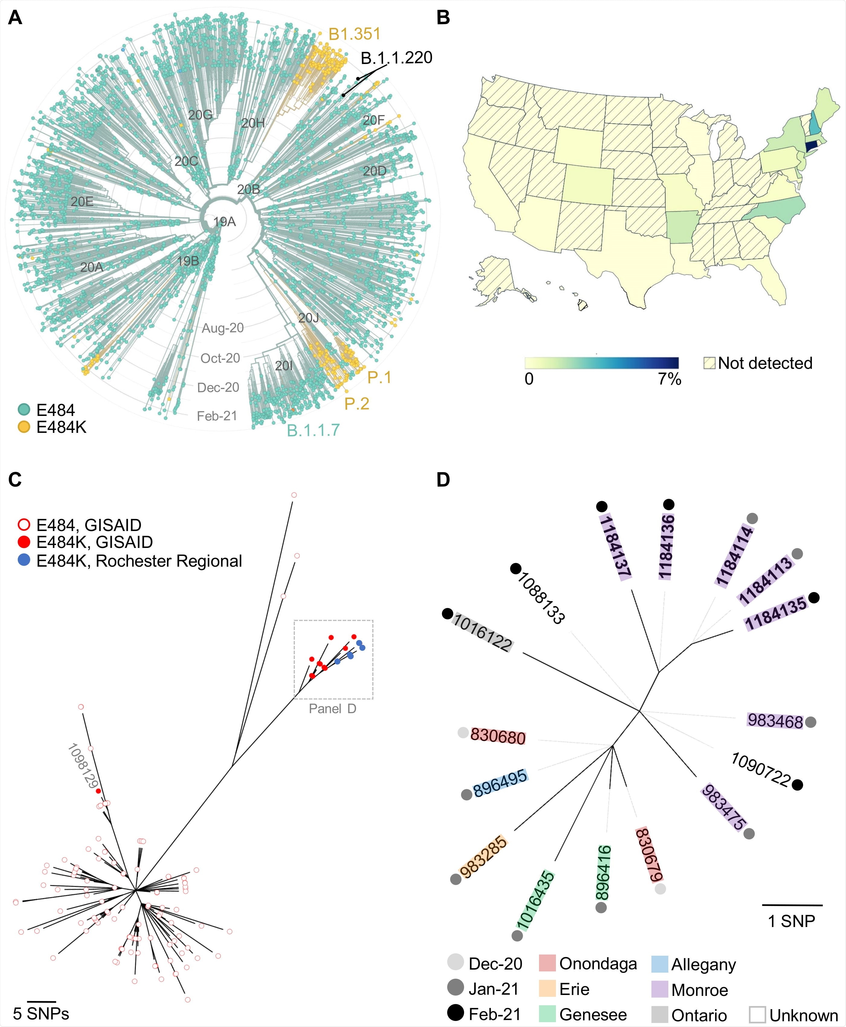 Study: Emergence of the E484K Mutation in SARS-CoV-2 Lineage B.1.1.220 in Upstate New York