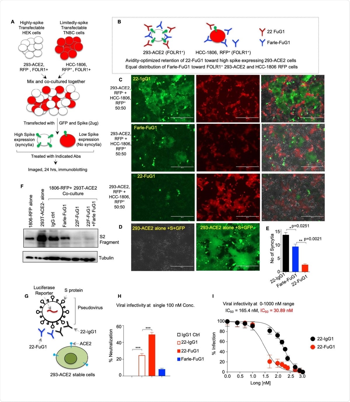 FuG1 antibody is selective in blocking SARS-CoV-2 entry. (A) Schematic of the co-culture experiment described in D and E. (B) Schematic showing preferred binding of 22- FuG1 (Red) to highly expressed spike on 293-ACE2 cells, while farletuzumab-FuG1 (Blue) distributes equally against both cell lines. (C-D) Co-cultured cells treated with 22-IgG1, Farle- FuG1 and 22-FuG1 antibodies. (E) Number of syncytia from C (n=3). (F) Total lysates from spike-transfected: HCC1806 cells, 293-ACE2 cells alone, and cocultured-cells treated with indicated antibodies were immunoblotted for S2. (G) Schematic of the experiment described in H, I. (H-I) Pseudoviral neutralization assays after treatment of Farle-FuG1 and 22-FuG1 antibodies at increasing concentration. IC50 values are shown (n=3).