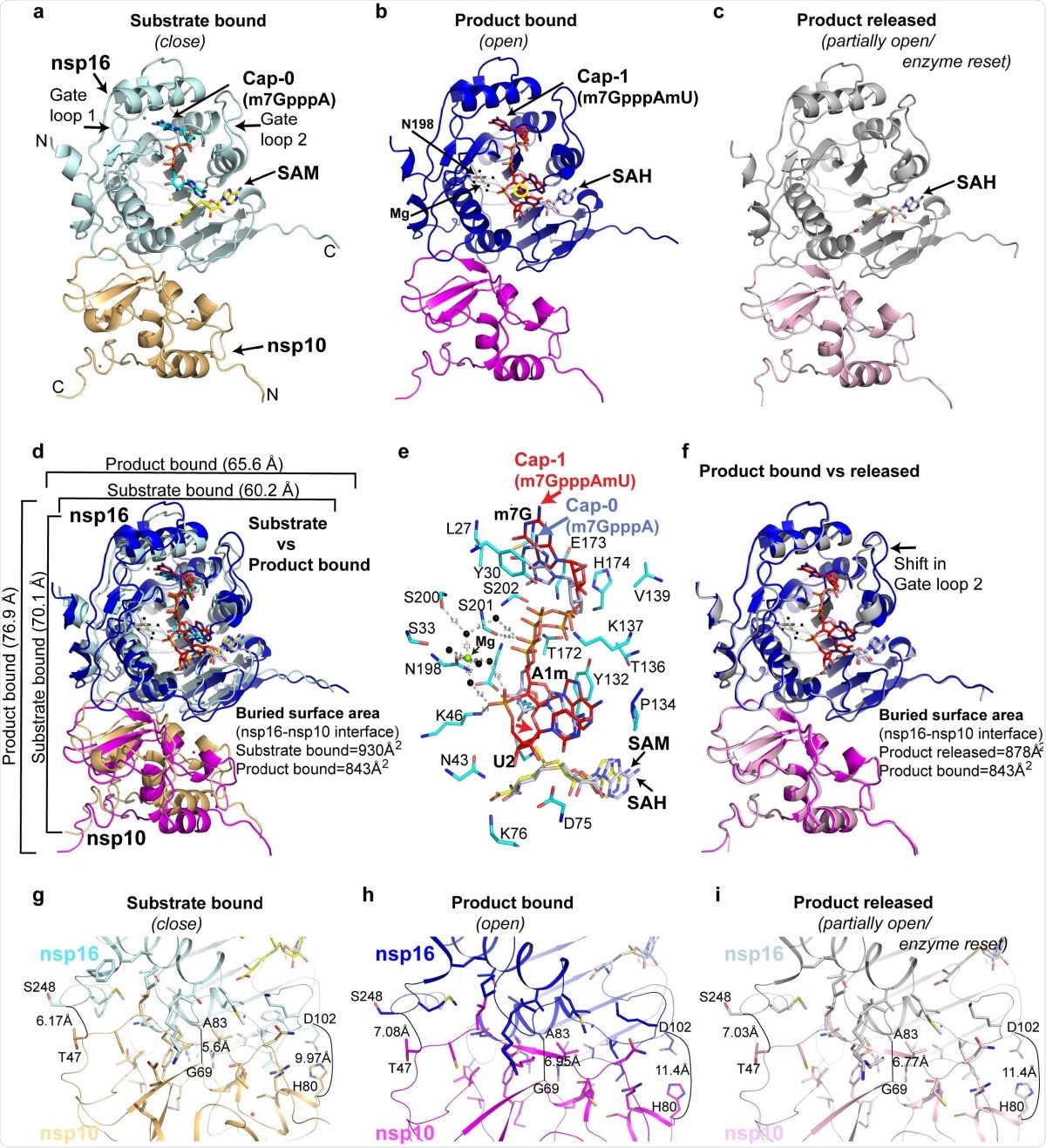 Structures of SARS-CoV-2 nsp16/nsp10 complexes. a, The substrate (me7GpppA, blue stick) and methyl donor (SAM, yellow stick)-bound nsp16 (cyan)/nsp10 (orange) complex (PDB ID, 6WKS)8 represents a closed form. b, The product (me7GpppAmU, red stick; byproduct SAH [grey stick])-bound nsp16 (blue)/nsp10 (magenta) in an open state. A yellow circle shows the methylated ribose (2’-O-me) of N1 (A) base. c, The SAH (grey) bound nsp16 (grey)/nsp10 (pink) represents a partially open or enzyme reset state. d, Secondary structure-based overlay of nsp16 in substrate- and product-bound states clearly shows the universal expansion of the enzyme upon 2’- O methylation. e, A close up view of Cap-binding and catalytic pocket of the product structure shows nsp16 residues (cyan sticks) interacting with Cap-1 (red). A positional change in orientation of the substrate (Cap-0, blue) from the “closed” structure determined previously8 is shown. f, An overlay of the product (Cap-1) and byproduct (SAH)-bound structures shows change in the orientation of gate loop 2. Reduction in buried surface area between nsp16/nsp10 in fully and partially open structures (compared to substrate-bound closed state) is shown (g-i).