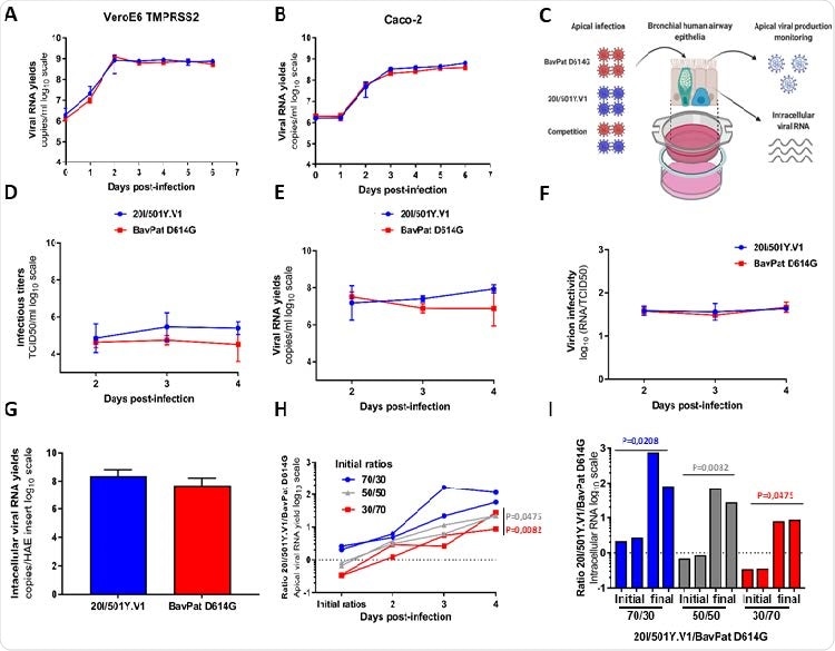 In vitro and ex vivo replication ability of a 20I/501Y.V1 variant in comparison with a lineage B.1 D614G strain. (A-B) Replication kinetics in VeroE6 TMPRSS2 (A) and Caco-2 (B) cells. Viral replication was assessed using a RT-qPCR assay. (C) Graphical representation of experiments with reconstituted human airway epithelium (HAE) of bronchial origin. (D-E) Kinetics of virus excretion at the apical side of the epithelium measured using a TCID50 149 assay (D) and a RT-qPCR assay (E). (F) Estimation of virion infectivities (i.e., the ratio of the number of infectious particles over the number of viral RNA). (G) Intracellular viral RNA yields measured at 4 dpi using a RT-qPCR assay. (A-G) Data represent mean±SD of a triplicate. No statistical difference was observed between both viral strains (p>0.05; unpaired Mann-Whitney test). (H) Follow-up of the 20I/501Y.V1/BavPat D614G ratios at the apical side. Each line represents results from an HAE insert. (I) Individual 20I/501Y.V1/BavPat D614G ratios estimated from intracellular viral RNAs at 4dpi (I). (H-I) p-values were determined against the initial ratios using Kruskal-Wallis test followed by uncorrected Dunn’s post-hoc analysis. The graphical representation was created with BioRENDER.