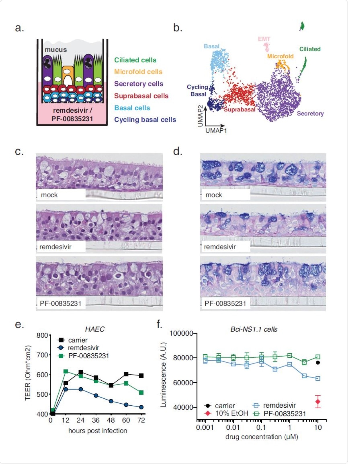 Cell composition of polarized human airway epithelial cultures (HAEC), and cytotoxicity of PF-00835231 and remdesivir. a. Schematic representation of a transwell containing a polarized HAEC in air-liquid interface. Dark blue, cycling basal cells; light blue, basal cells; red, suprabasal cells; purple, secretory cells; yellow, microfold cells; green, ciliated cells; grey, mucus. To test for cytotoxicity, drugs were added to the media in the basolateral chamber. b. Clustered UMAP of single cells determined by single-cell RNA sequencing from