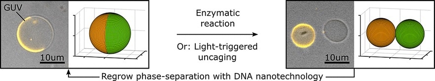 Heidelberg researchers introduce a reproducible division mechanism for synthetic vesicles
