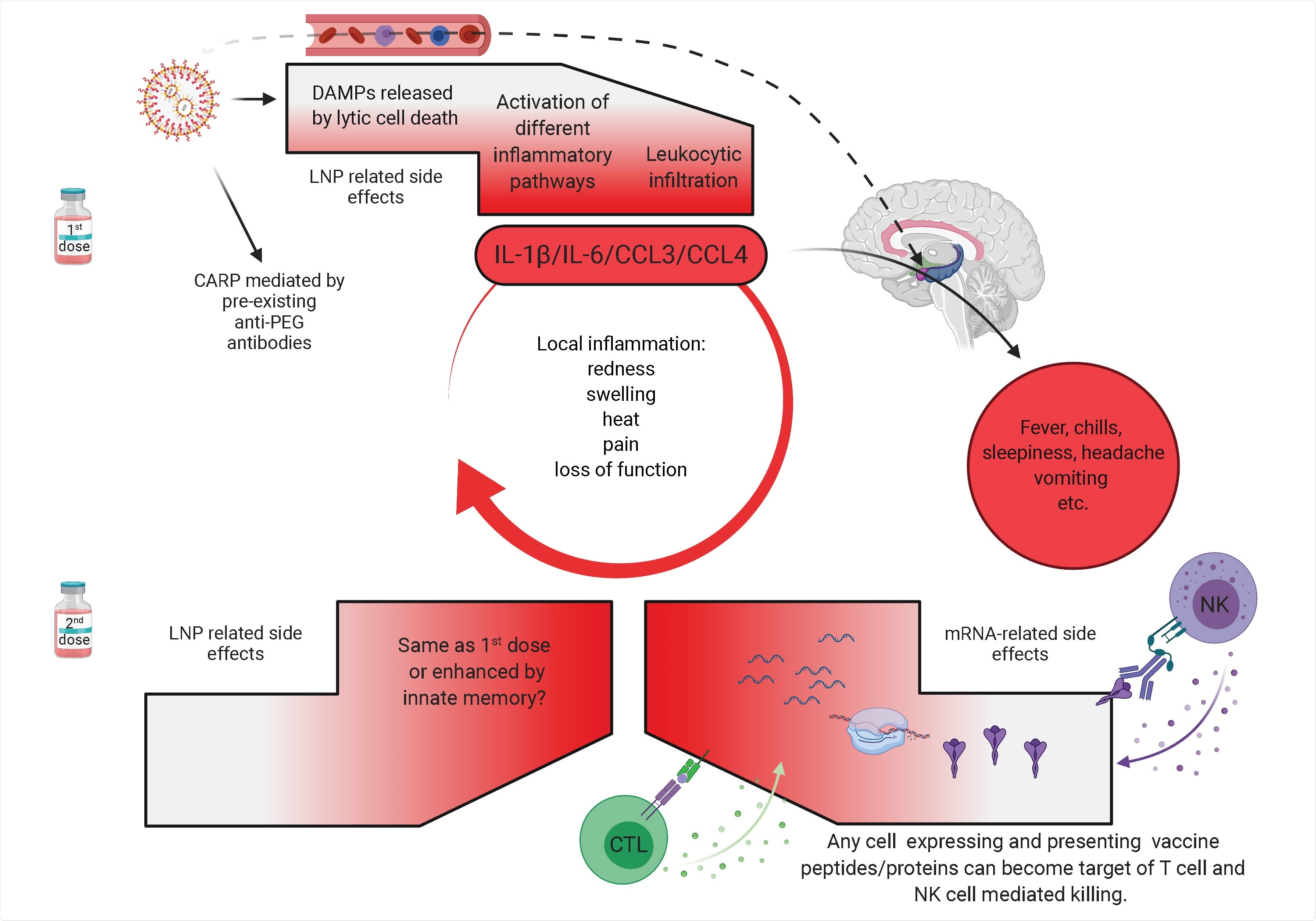Potential mechanism of side effects. The side effects observed with the SARS-CoV-2 vaccine’s first dose are likely associated with the LNPs’ inflammatory properties. LNPs activate different inflammatory pathways that will lead to the production of inflammatory cytokines, such as IL-1β and IL-6 that can initiate and sustain local and systemic inflammations and side effects. LNPs might also diffuse from the periphery and reach any organs in the body, including CNS (hypothalamus) where they could directly induce side effects (dashed line). PEG is widely used as a food and medicine additive, and many of us develop antibodies to PEG. Therefore, the LNPs’ PEGylated lipids can induce CARP in humans with preexisting PEG-specific antibodies. Humans often experience more severe side effects with the second dose. Here we posit that might be due to multiple reasons. Firstly, innate immune memory against the LNPs might form after the first vaccination, and that could lead to even more robust inflammatory responses upon the second vaccination. Secondly, after the first vaccination adaptive immune responses are formed targeting the viral protein coded by the mRNA. As such, cells (shown as red shape) expressing the viral protein derived peptides or protein itself can become the target of CD8+ T or NK cell-mediated killing (ADCC), respectively. Since the LNPs could diffuse throughout the body and transfect any cell in their path with the mRNA, and the mRNA could also be further distributed through extracellular vesicles (Maugeri et al., 2019), the target population could potentially be vast and diverse.