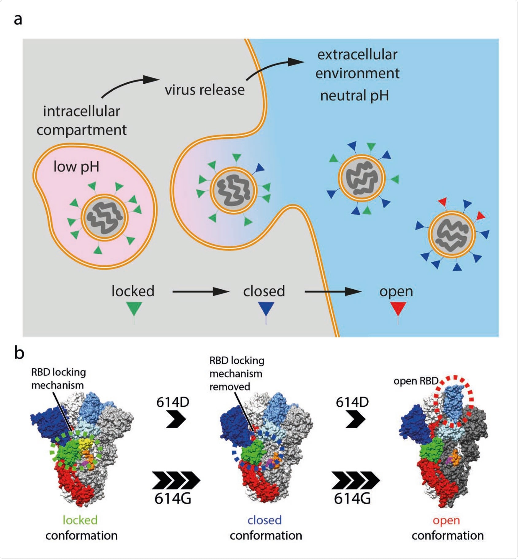 SARS-CoV-2 virus particle release and the accompanied structural transitions of surface spike protein. a, schematic diagram illustrating the release of nascent SARS-CoV-2 virus particles from the cell. Labelled boxes indicate the predicted conformational states of spike proteins as the virus travel through the acidic intracellular compartment before it was released into the neutral extracellular environment. b, the three prefusion conformational states observed for the SARS-CoV-2 spike protein and factors that influence the structural transitions between the conformational states.