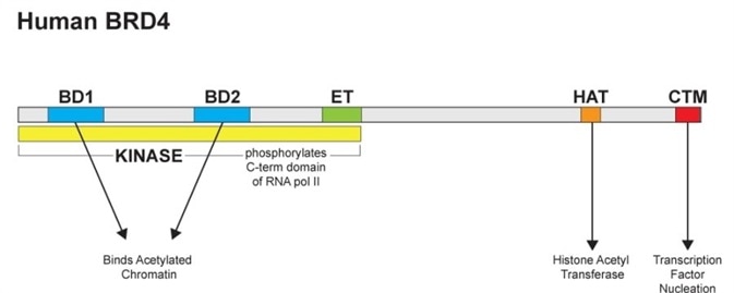 Diagram of full length human BRD4 showing its four primary functions: (1) binding to acetylated chromatin via two N terminal bromodomains (BD1, BD2), (2) histone acetyl transferase (HAT) activity for acetylating lysine residues in histones, (3) serine kinase activity which acts on RNA pol II, and (4) a C-terminal motif (CTM) which serves as a nucleation site for transcription factors. The extraterminal (ET) domain is characteristic of BET family members and serves as an additional protein-protein interaction domain.