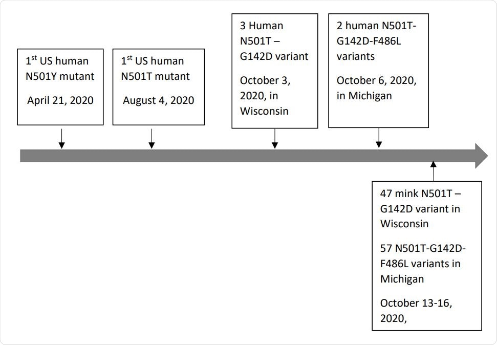 Emerging timeline of human-derived (above the timeline) and mink-derived (below the timeline) SARS-CoV-2 spike protein N501T-G142D and N501T-G142D-F486L variants in the US. Timeline scale is not in proportion.