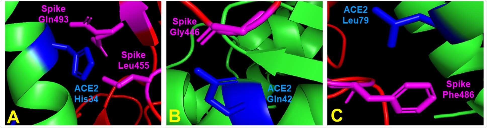 Contacts between SARS-CoV-2 spike residues and key ACE2 amino acids identified during ACE2 mutant library screening. (A) ACE2 His34 contacts spike Leu455 and Gln493. (B) ACE2 Gln42 contacts spike Gly446. (C) ACE2 Leu79 contacts spike Phe486. ACE2 residues in green or blue (contact residues). Spike residues in red or magenta (contact residues). Figures generated from Protein Data Bank structure 6m0j (human ACE2) using Pymol.