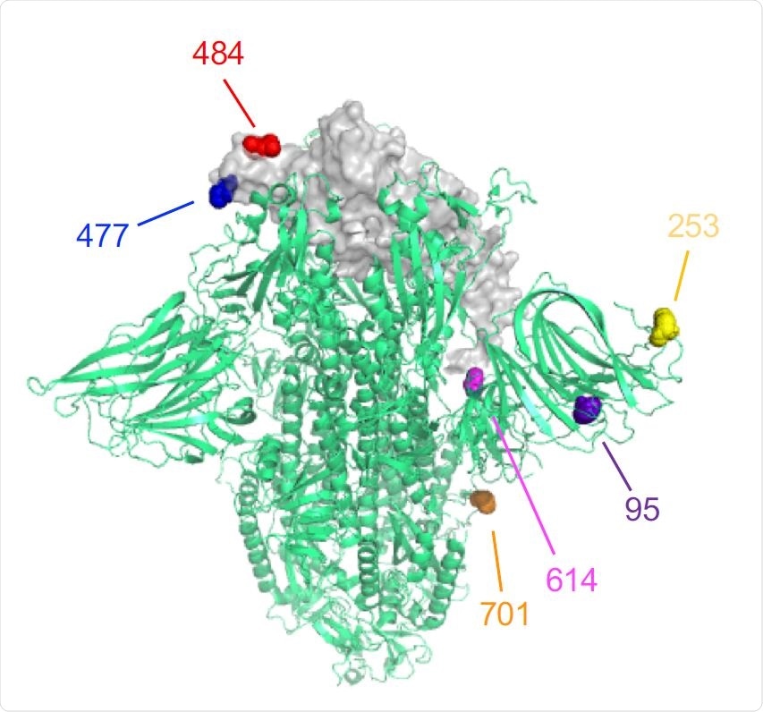 The location of the B.1.526 variant spike protein mutations are shown on the 3D structure of the trimeric spike protein. One RBD region is shown for simplicity. The 484 (red) and 477 (blue) amino acid residues are indicated.