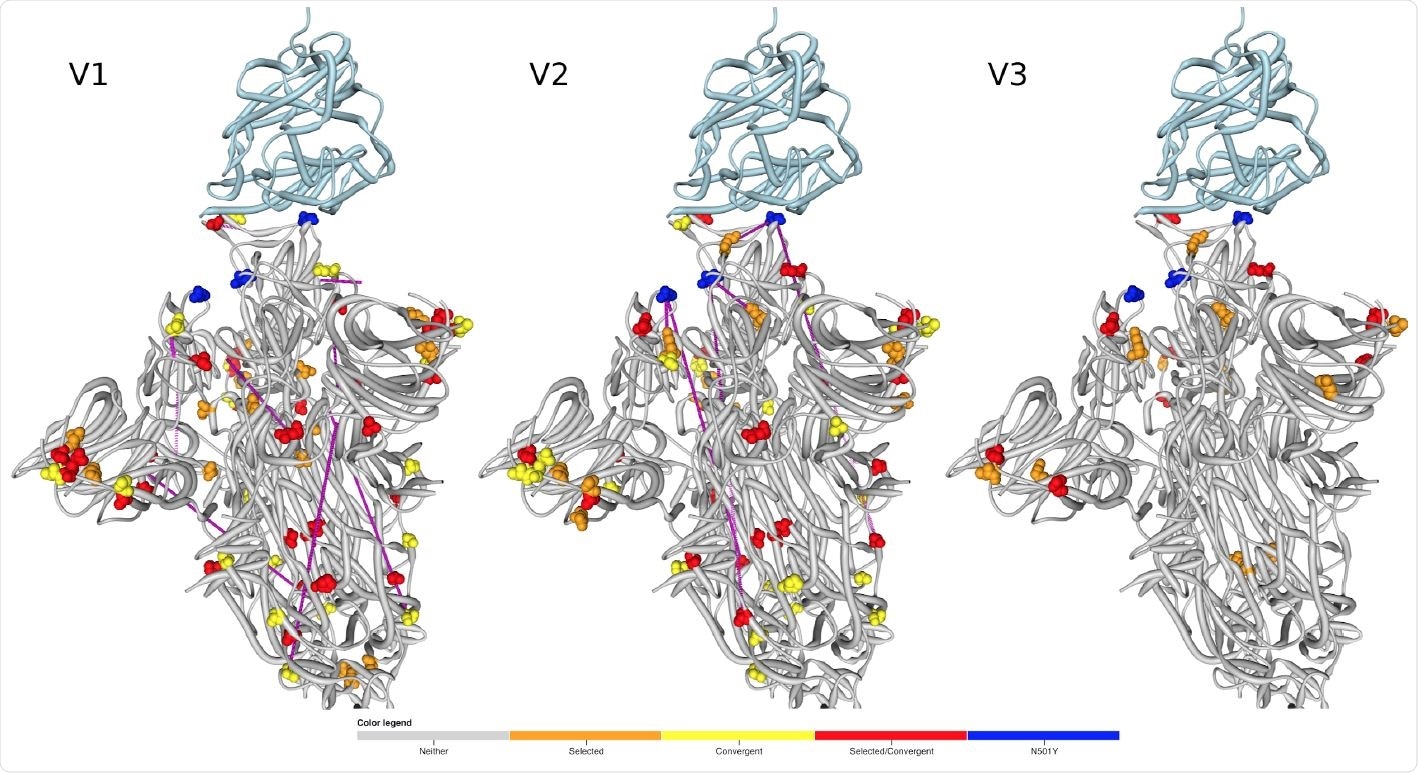 Locations of amino acids encoded by codons that are evolving under positive selection and/or encode convergent amino acid changes between the lineages mapped to the 3D structure of Spike (PDB 7DF4 structure; 47). The human ACE2 receptor is shown in light blue. Signature mutations are not represented unless they are inferred to be under positive selection. Pairs of sites that are detectably coevolving within the different lineages are linked by purple lines.
