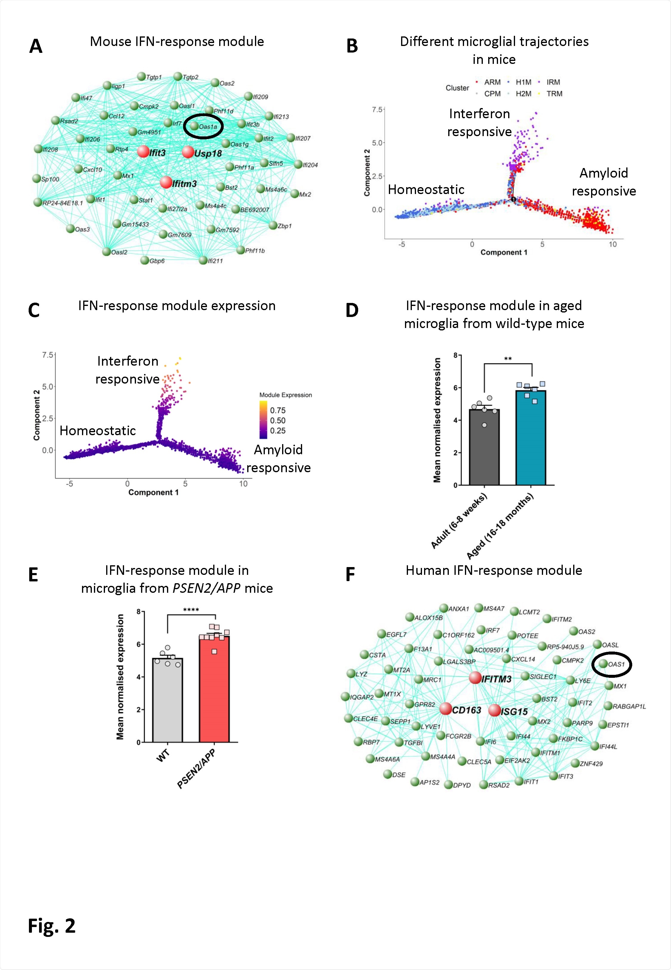 An interferon-response associated gene module is present along a distinct microglial activation trajectory upregulated in aged mice, mice with amyloid pathology and in humans with AD. A) The genetic network containing Oas1a from microglial cells isolated from wild-type and APPNL-G-F KI mice at 3, 6, 12 and 21 months of age analysed by scRNA-seq (Sala Frigerio et al., 2019). The 50 genes showing the highest connectivity are plotted, and Oas1a is highlighted. Green nodes represent genes, edge lines represent coexpression connections, and the central large red nodes are the hub genes (full network given in Table S2). (B) Semi-supervised pseudotime ordering of microglial cells isolated from wild-type and APPNL-G-F KI mice as above based on expression (Sala Frigerio et al., 2019), with Monocle 2, shows homeostatic cells as the root state, and ARM and IRM as the endpoints of distinct activation trajectories. C) The gene module containing Oas1a is upregulated along the IRM-associated activation trajectory. The expression of this module is relatively absent from both the root homeostatic state and the ARM trajectory. D) Mean normalised expression of the 60 most central genes in the interferon response module is greater in microglia isolated from aged wild-type relative to young adult mice (6-8-weeks versus 16-18-months of age;