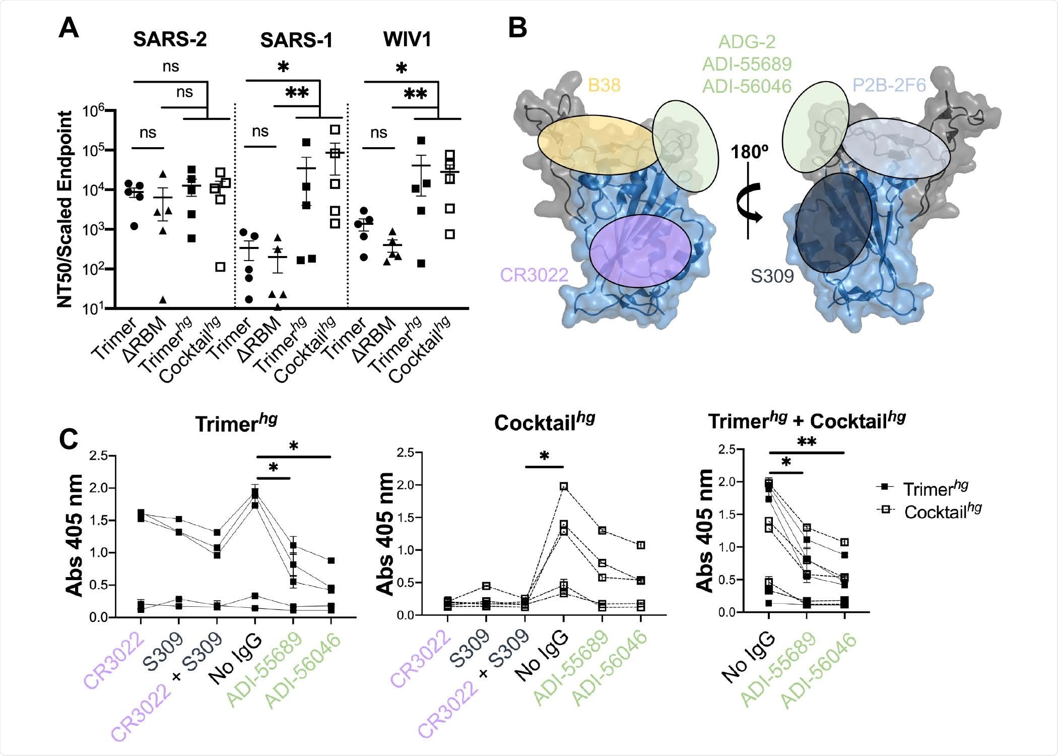 Potency and characterization of SARS-like coronavirus neutralization response. (A) Day 56 serum from all mice was assayed for neutralization against SARS-2, SARS-1, and WIV1 pseudoviruses. Statistical significance was determined using the Kruskal-Wallis test with post-hoc analysis using Dunn’s test corrected for multiple comparisons (* = p < 0.05, ** = p < 0.01, ns = not significant). (B) Approximate locations of representative antibody epitopes from each of the four SARS-2 RBD-directed antibody classes (18) and ADG-2-like antibodies on the SARS-2 RBD. (PDB: 6M0J) (C) Antibody competition ELISAs with WIV1 RBD as the coating antigen. The Trimerhg and Cocktail 261 hg were independently analyzed (first two panels) and statistically combined (last panel) to highlight observed RBM-focusing. Statistical significance was determined the Friedman test with post-hoc analysis using Dunn’s test corrected for multiple comparisons (* = p < 0.05, ** p < 0.01).