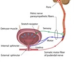 Micturition Reflex - Neural Control of Urination