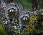 Researchers examine susceptibility of raccoons and striped skunks to SARS-CoV-2 infection