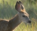 White-tailed deer susceptible to SARS-CoV-2, finds study