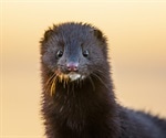 New SARS-CoV-2 genome variants identified in US mink