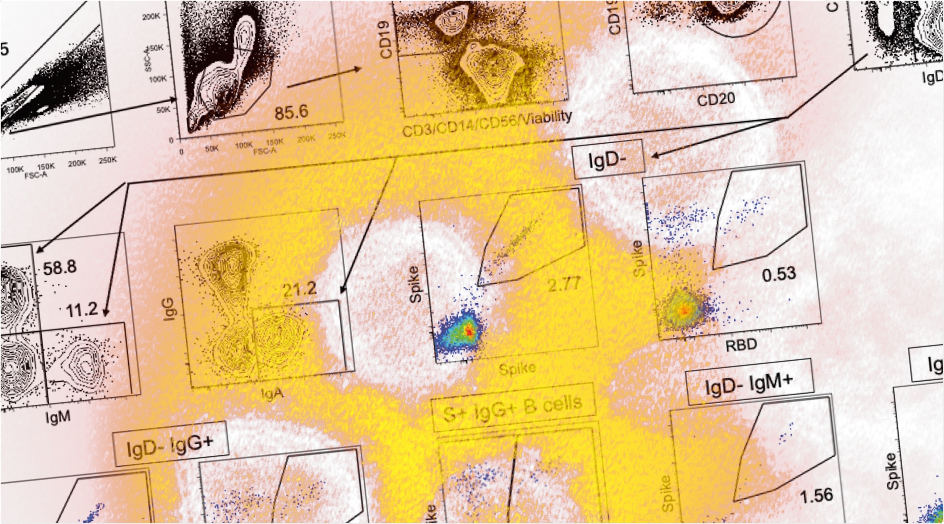 Study: Longitudinal analysis shows durable and broad immune memory after SARS-CoV-2 infection with persisting antibody responses and memory B and T cells