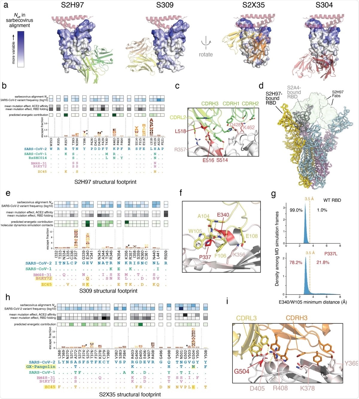 Structural basis for broad sarbecovirus binding. a, Overview of the surfaces targeted by broadly binding RBD antibodies. RBD surface is colored by site variability in the sarbecovirus alignment (effective number of amino acids, scale bar at left). ACE2 (key motifs) shown in transparent cartoon. Antibody variable domains shown as cartoon, with darker shade indicating the heavy chain. b, Integrative genetic and structural features of the S2H97 structural epitope (5 Å cutoff). Heatmap details and scale bars as in Fig. 3e,f. Logoplots are colored by mutation effects on folded RBD expression (see scale bar, Fig. 1b). Asterisks in logoplot indicate escape mutations that introduce N-linked glycosylation motifs (NxS/T). Below the logoplot is a selection of aligned sarbecovirus RBDs (sequenced colored by clade as in Fig. 1d, Extended Data Fig. 5a). c, Zoomed in view of the S2H97/RBD interface, with important contact and escape residues labeled. d, CryoEM structure of S2H97-bound SARS-CoV-2 S. Spike protomers are shown in yellow, blue, and pink, and S2H97 Fabs in transparent green surface. S2A4-bound spike protomer from PDB 7JVC17 is shown in gray and aligned to the yellow subunit, indicating the additional extent of RBD opening necessary to access the S2H97 epitope compared to a class II antibody. e, Integrative features of the S309 structural epitope, details as in (b). An additional row in the heatmap overlay reflects the proportion of all close S309/RBD contacts (<3.5 Å) made by each residue during molecular dynamics simulation. Highlighted sarbecoviruses identify those that escape S309 binding, and highlighted mutation in the alignment is the likely contributor according to our escape map. f, Zoomed in view of the S309/RBD interface, with important contact and escape residues labeled. g, Molecular dynamics simulations of the S309/RBD structure. Histograms show the distribution of minimum distance between E340RBD and W105HC heavy atoms across 1-ns frames during the simulation of the unmutated (top, 42-µs simulation) and P337L mutated (bottom, 91-µs simulation) RBD bound to S309. Orange line reflects the 3.5 Å distance cutoff used to define close contact. Percentage of frames in which E340 and W105 are or are not in close contact is labeled. See Extended Data Fig. 8c for the occupancy of other S309:RBD contacts across the simulations. h, Integrative features of the S2X35 structural epitope, details as in (b). i, Zoomed in view of the S2X35/RBD interface, with important contact and escape residues labeled.