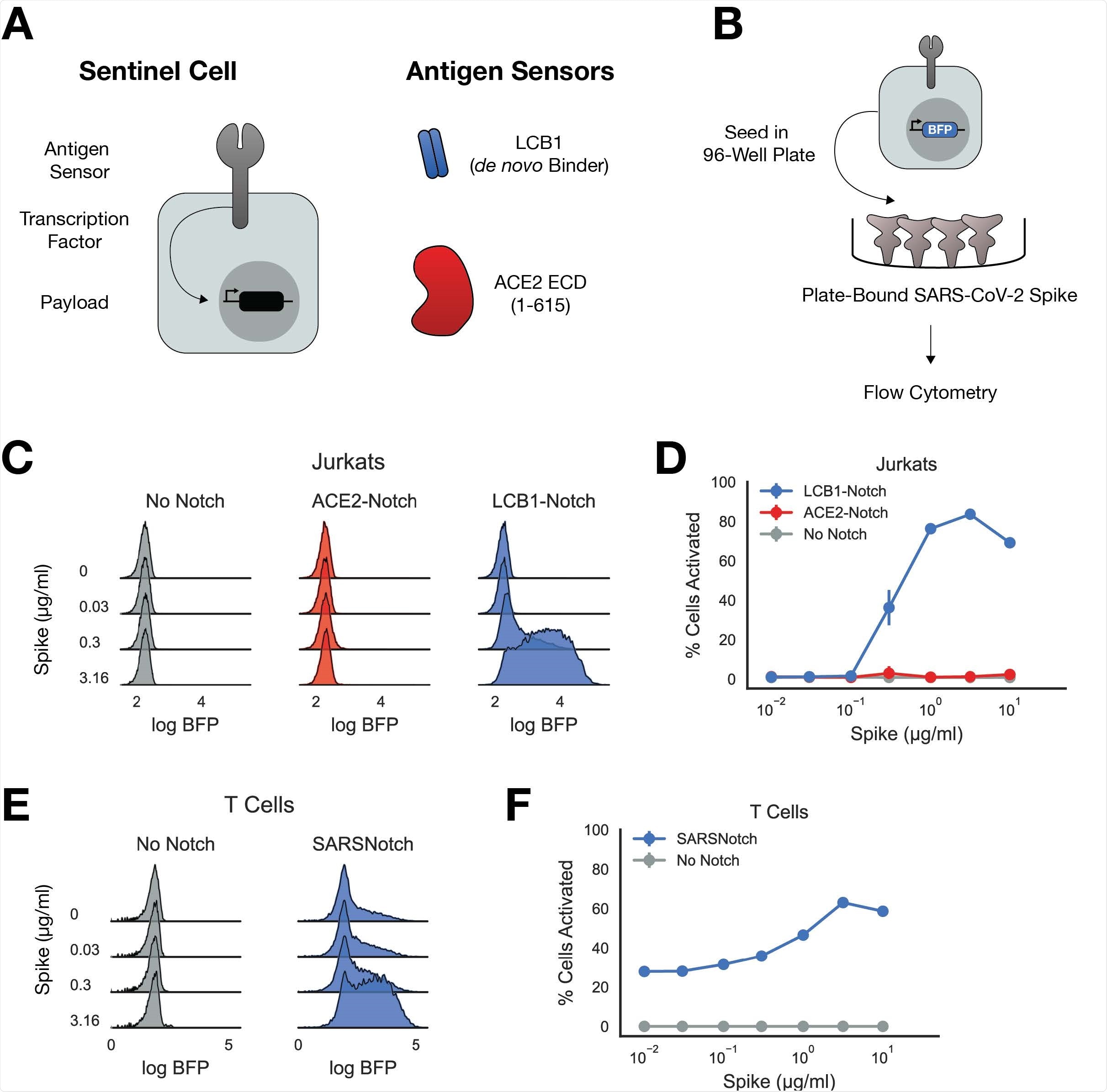 SARSNotch combines de novo designed protein binders and SynNotch to detect SARS-CoV-2 Spike. A) Schematic of a sentinel cell, with SynNotch’s customizable sensing, transcription, and output components, and the primary antigen sensors used in this study. B) Schematic of Spike sensing experiment. Sentinel cells expressing No Notch, ACE2- Notch, or LCB1-Notch and a BFP fluorophore downstream of SynNotch activation are incubated with purified SARS-CoV-2 Spike before being assessed for activation via flow cytometry. C) Density estimates of Jurkat sentinel activation showing logBFP fluorescence as a function of μg/ml Spike protein. D) Percent of activated Jurkat cells sentinels plotted as a function of Spike dose. E) Density estimates of T Cell sentinels as a function of μg/ml Spike protein. F) Percent of activated T Cell sentinels plotted as a function of Spike dose. Data points and error bars represent mean and standard deviation of 3 biological replicates.