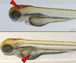 Could Zebrafish larvae be a novel animal model for SARS-CoV-2?
