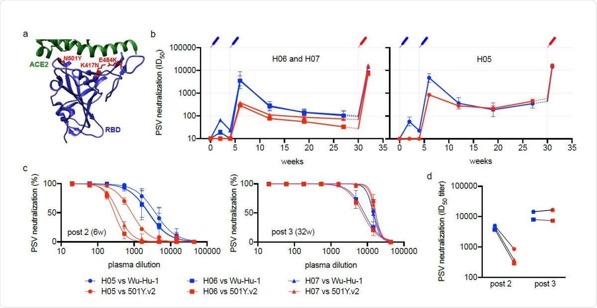 Heterotypic RBD boost drives a potent cross-neutralizing antibody response. (a) Depiction of the RBD immunogen (PDB:6MOJ 18) used as a heterotypic boost in this study, that incorporates the three RBD mutations (located in red) defining lineage 20H/501Y.V2. The cellular receptor, ACE2, is shown in green. (b-d) Neutralizing antibody responses over time to Wu-Hu-1 (blue) and 501Y.V2 (red) pseudotyped viruses (PSV) are shown for three immunized macaques: (b) H06 and H07 (left) and H05 (right), plotted separately as they exhibit different trajectories prior to the heterotypic boost. Syringes indicate the timing of immunizations (blue: Wu-Hu-1 spike at 0 and 4-weeks, red: 501Y.V2 RBD at 30-weeks). Titers from 27-30 weeks (shown with dashed lines) have been extrapolated for clarity. Error bars depict the geometric SD. (c) While neutralization of 501Y.V2 was significantly reduced at 6 weeks, corresponding to peak responses 2 weeks following the second spike dose (left), neutralization was restored following subsequent heterotypic RBD boost (right), such that 501Y.V2 (red) and Wu-Hu-1 (blue) were potently neutralized at similar titers (d) in all three animals.