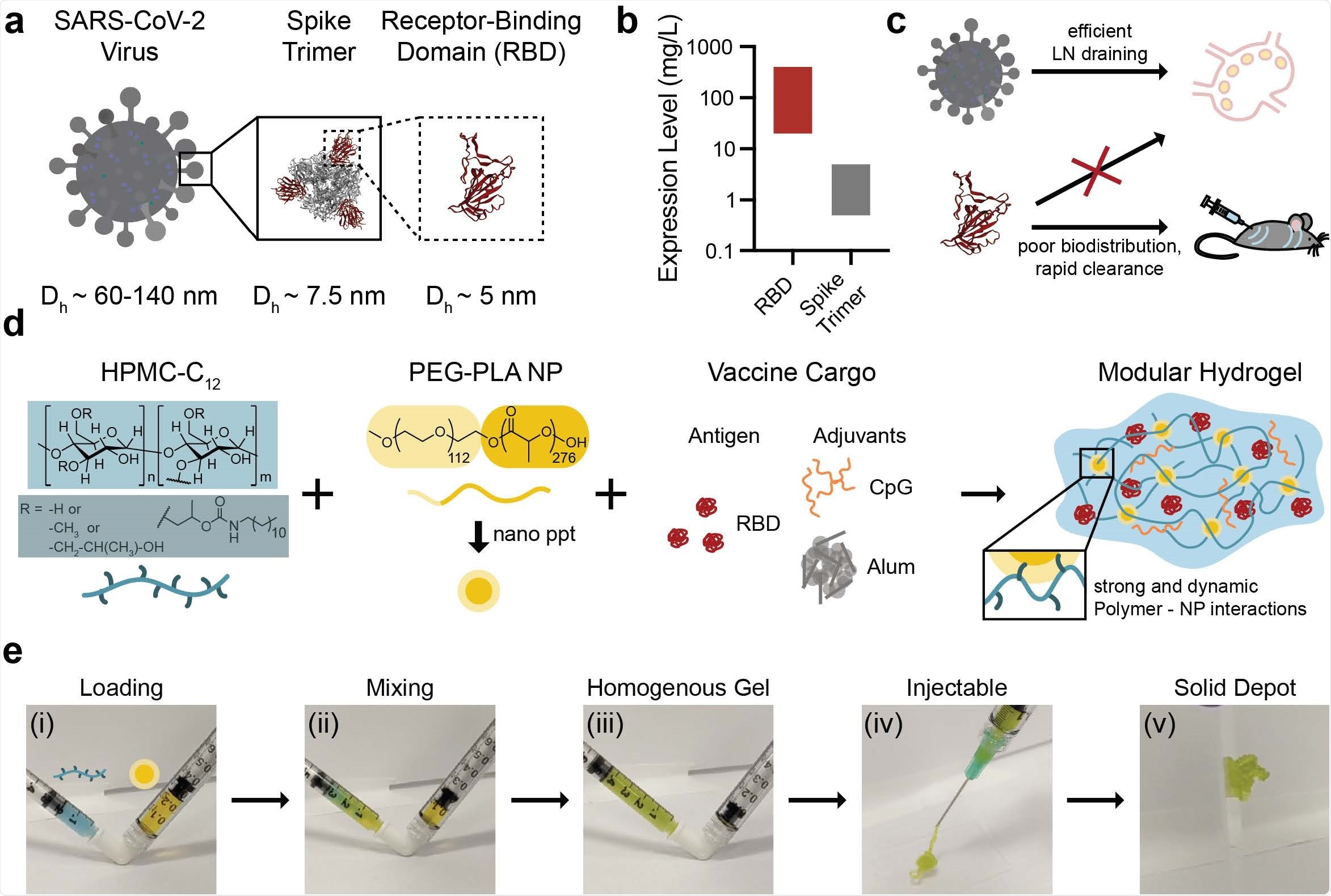 Polymer-nanoparticle (PNP) hydrogel is suitable for subcutaneous delivery of RBD and combinations of clinically de-risked adjuvants. (a) Schematic showing the entire SARS-CoV-2 virus (~40 nm), the spike trimer on its surface (~7.5 nm), and the receptor-binding domain (~5 nm) that is used as the antigen in these studies. (b) RBD expression levels greatly exceed (~100X) spike trimer expression levels. Bars show the range of expression levels found in the literature.1-3 (c) Larger 30-100 nm particles drain efficiently to lymph nodes and are retained there while smaller particles like RBD are not.4 Small, hydrophilic species like RBD suffer from poor pharmacokinetics.3 (d) Dodecyl-modified hydroxypropylmethylcellulose (HPMC-C12) is combined with poly(ethylene glycol)-b-poly(lactic acid) (PEG-PLA) and vaccine cargo (RBD, CpG, and Alum) to form PNP hydrogels. Dynamic, multivalent noncovalent interactions between the polymer and NPs leads to physical crosslinking within the hydrogel that behaves like a molecular velcro. (e) HPMC-C12 is loaded into one syringe (blue) and the NP solution and vaccine components are loaded into the other (yellow). By connecting the syringes with an elbow (i) and rapidly mixing (ii), a homogenous, solid-like gel is formed (iii). The gel is then easily injected through a 21-guage needle (iv) before self-healing and reforming a solid depot (v) in the subcutaneous space.