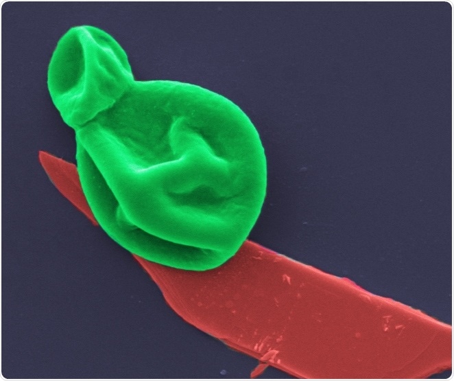 New nanothin coating could be used to treat deadly bacterial and fungal infections