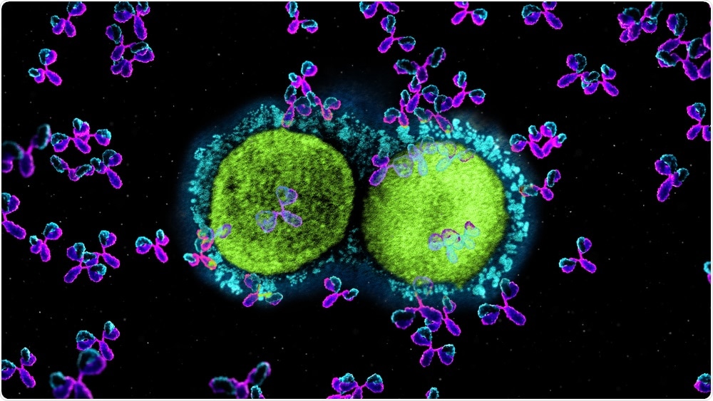 Study: Murine monoclonal antibodies against RBD of SARS-CoV-2 neutralize authentic wild type SARS-CoV-2 as well as B.1.1.7 and B.1.351 viruses and protect in vivo in a mouse model in a neutralization dependent manner. Image Credit: SciePro /  Shutterstock and NIAID