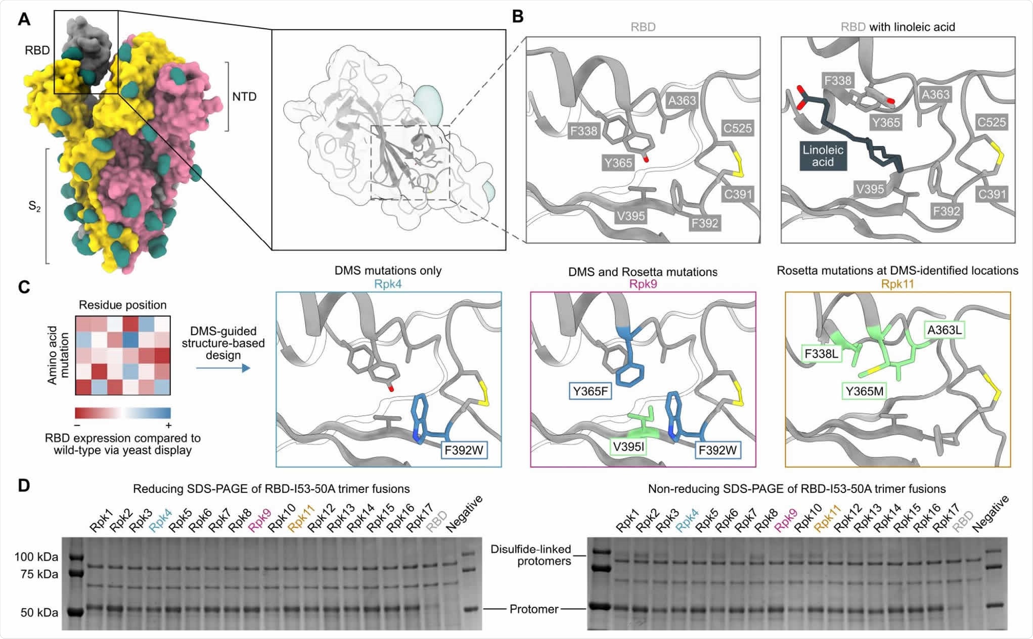 DMS-guided structure-based design of repacked (“Rpk”) SARS-CoV-2 RBDs. (A) Molecular surface representation of the SARS-CoV-2 S trimer ectodomain (PDB 6VYB), with a close-up view of the RBD (PDB 6VXX). Each protomer is colored distinctly, and N-linked glycans are rendered dark green. (B) The linoleic acid-binding pocket within the RBD, which was targeted for stabilizing mutations. The left panel shows the apo structure (PDB 6VXX) and the right panel shows conformational changes with linoleic acid (black) bound (PDB 6ZB5). (C) Mutations that increased RBD expression, identified by DMS of the RBD using yeast display (57) were used to guide Rosetta-based design of stabilized RBDs. Structural models of stabilized RBDs were generated from PDB 6VXX for Rpk4 and Rpk9, and PDB 6YZ5 for Rpk11. All experimentally tested stabilizing mutations are shown in Supplementary Table 1. (D) Cropped reducing and non-reducing SDS-PAGE of supernatants from HEK293F cells after small-scale expression of stabilized RBD designs genetically fused to the I53-50A trimer. “Negative” refers to a negative control plasmid that does not encode a secreted protein.