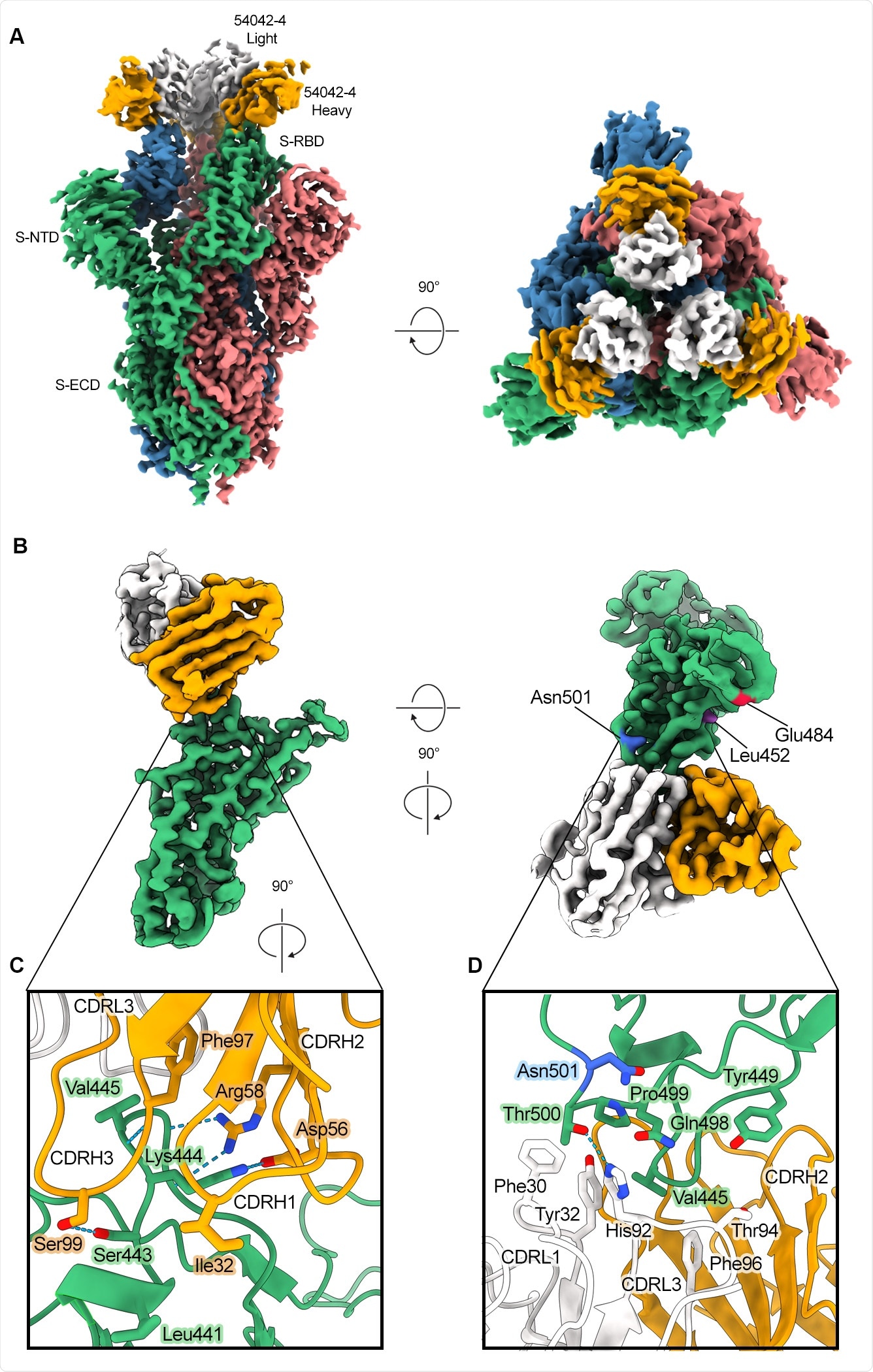 Atomic resolution of 54042-4 binding mode to SARS-CoV-2 S (A) 3D reconstructions of side and top views of Fab 42-4 bound to SARS-CoV-2 spike. (B) Focused refinement maps showing the 54042-4 epitope at the apex of the RBM in the down position (left). Top-down view of the 54042-4 epitope showing heavy and light chain contacts, as well as residues outside of the binding interface that are mutated in circulating VOCs (right).