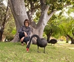 Black swan DNA could offer insight into how humans respond to bird flu