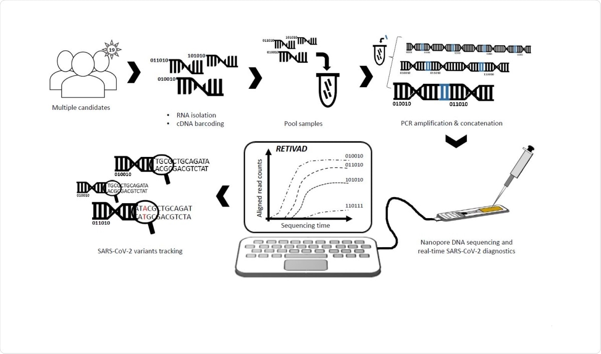 Scheme illustrating the proposed real-time SARS-CoV-2 diagnostics and variants tracking strategy. RNA samples isolated from multiple candidates are converted into complementary DNA (cDNA) such that samples associated to each candidate are labelled by molecular DNA barcodes appended to their extremities. Barcoded-cDNA samples are pooled together and PCR amplified in presence of a bridge sequence (blue) allowing to generate concatemers. Long DNA concatemers are loaded into the MinION nanopore sequencer for real-time SARS-CoV-2 diagnostics and variants tracking with the help of RETIVAD.
