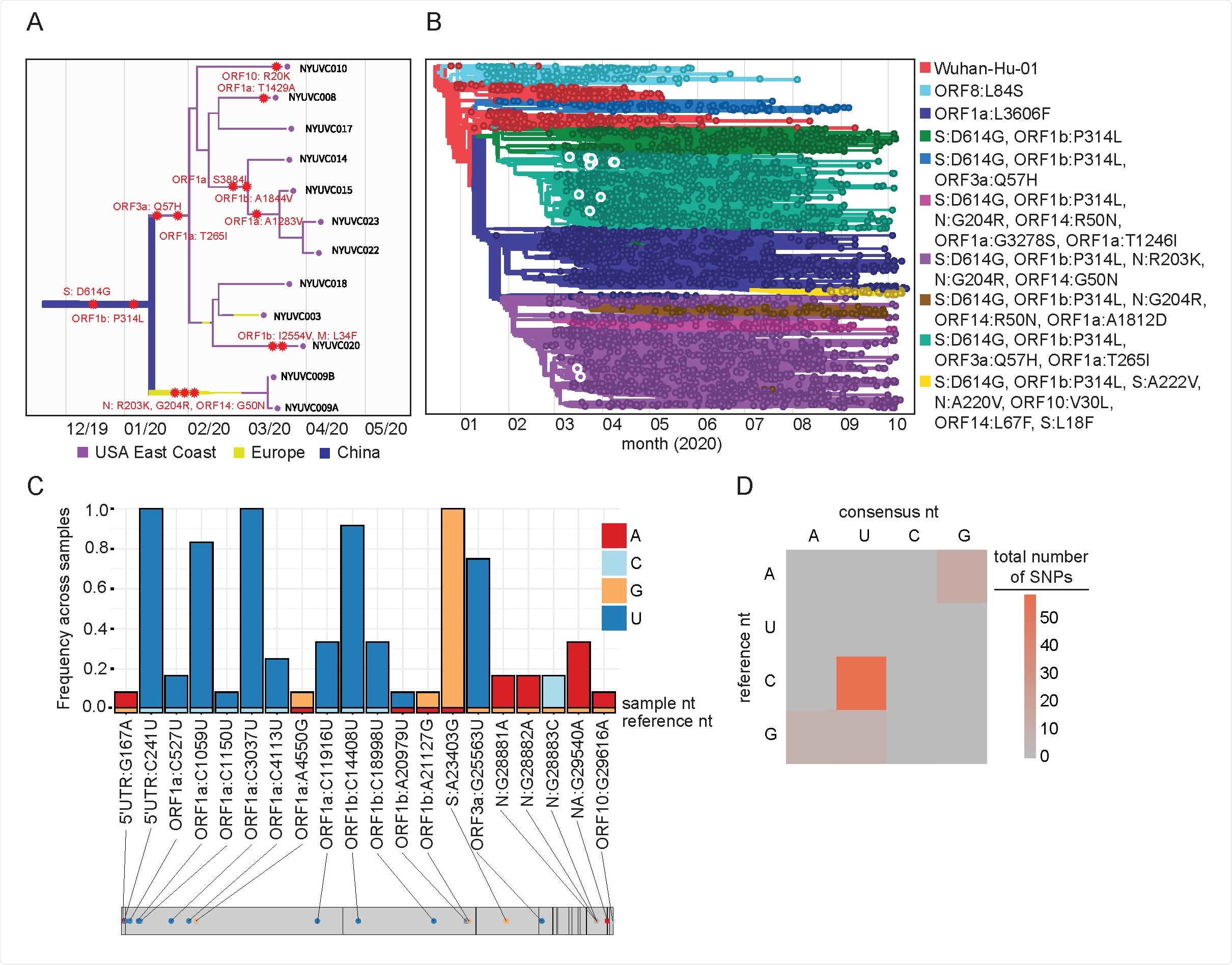 Phylogeny of New York City SARS-CoV-2 samples. (A, B) Maximum-likelihood timed strain tree reconstructed from 10932 sequences from GISAID (Methods). The tree is colored by major genetic clades, the isolates from this study are shown in detail on the left panel and highlighted in the right panel. (C) Consensus changes found with the 12 samples plotted across the SARS-CoV-2 genome. Y axis represents the frequency of a given consensus change within our cohort, where 1.0 indicates the change is found in all 12 samples. Bars are colored according to the nucleotide and the reference nucleotide (Wuhan-Hu-1) is shown along the bottom of the graph. (D) Heatmap showing the frequency of transitions and transversions represented in the identified consensus changes.