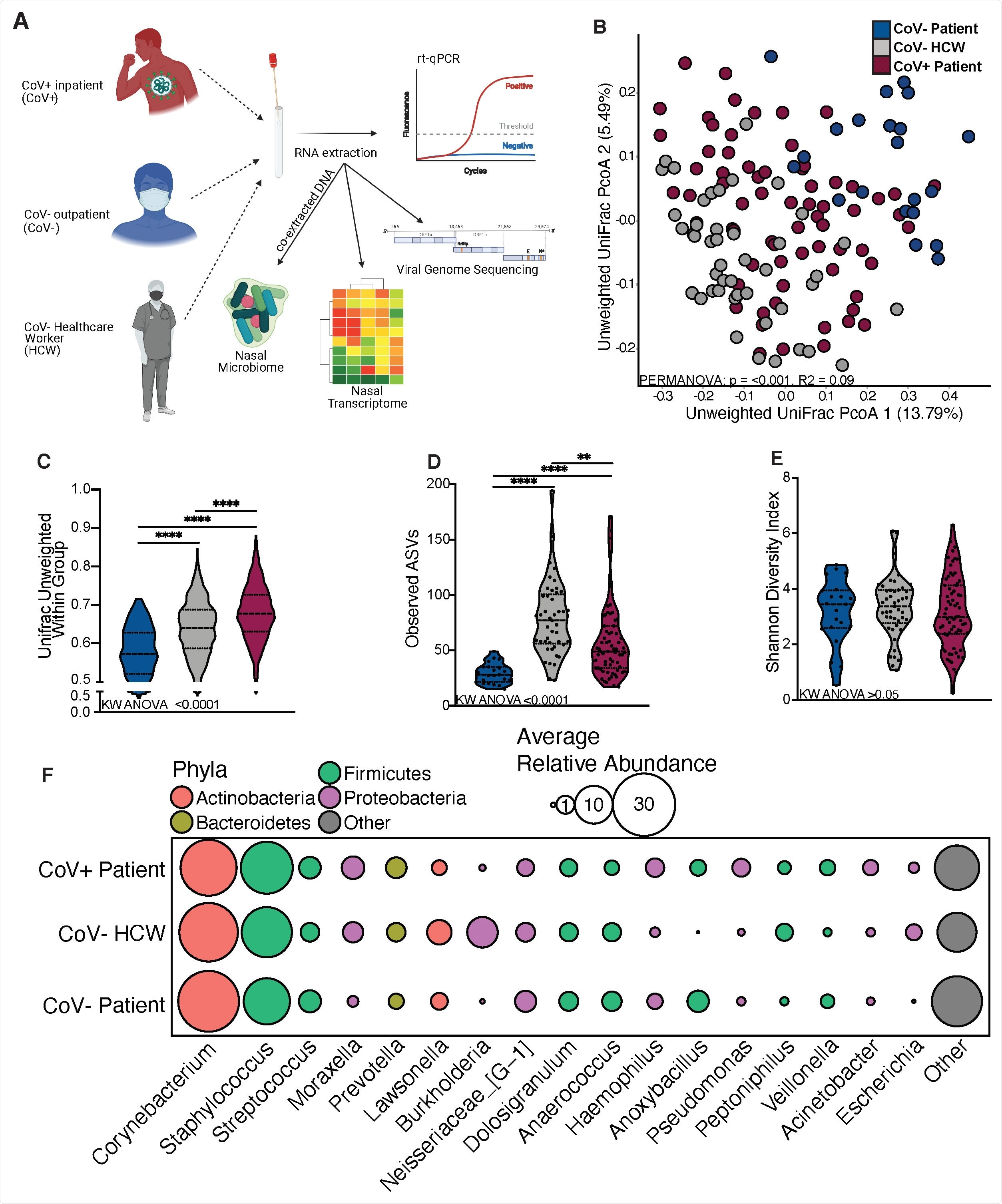 The nasal microbiome of SARS-CoV-2 infected patients is distinct. (A) Study design schematic. (B) Principal-coordinate analysis of nasal microbial communitues unweighted UniFrac distance colored by host status. The contribution of host status the total variance in the unweighted UniFrac dissimilarity matrices was measured using PERMANOVA (Adonis with 10,000 permutations). (C, D, E) Violin plot illustrating (D) average unweighted UniFrac distances (C) number of observed amplicon sequencing variants and (D) shannon diversity (E) split by host status. Significance for panels C-E was determined using Kruskal Wallis non-parametric ANOVA (p-values inset at the bottom of each panel), with Dunn’s multiple comparison * = p < 0.05, ** = p <0.01, *** = p < 0.001, **** = p < 0.0001. (F) Bubble plots of bacterial genera found at greater than 1% average abundance across the entire study population ordered from left to right in descending average abundance. The size of each circle indicates the average relative abundance for each taxa in the denoted group and the color of each circle denotes which bacterial Phyla each genera belongs to.