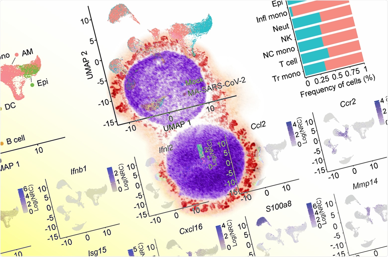 Study: CCR2-dependent monocyte-derived cells restrict SARS-CoV-2 infection