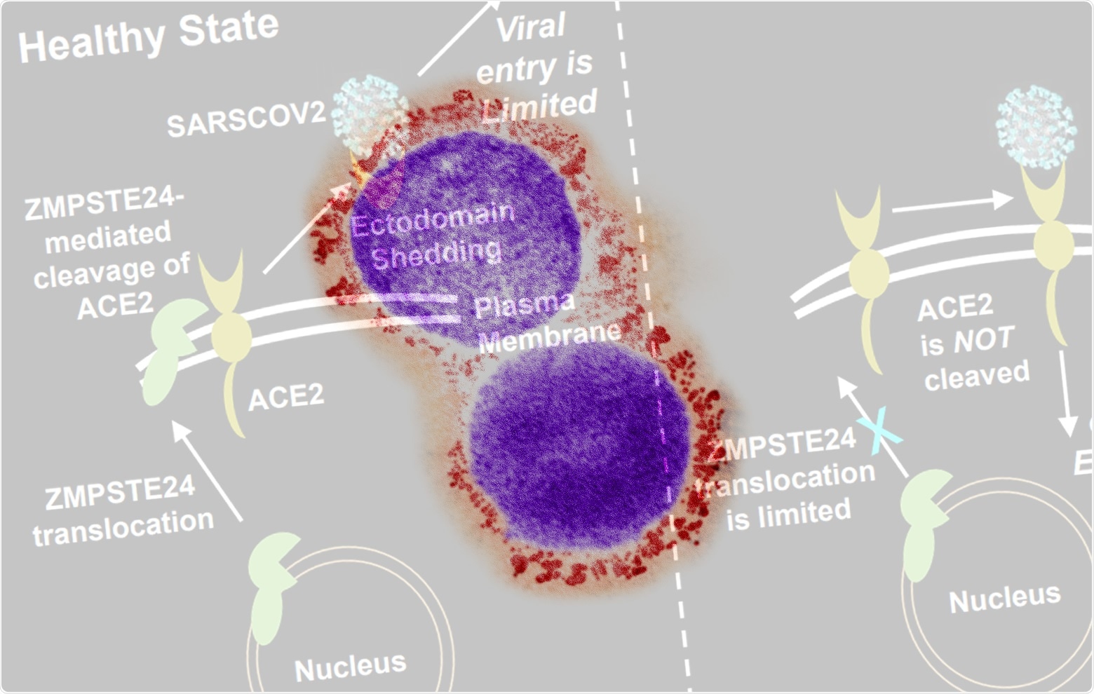 Study: ZMPSTE24 Regulates SARS-CoV-2 Spike Protein-enhanced Expression of Endothelial Plasminogen Activator Inhibitor-1. Image Credit: American Journal of Respiratory Cell and Molecular Biology