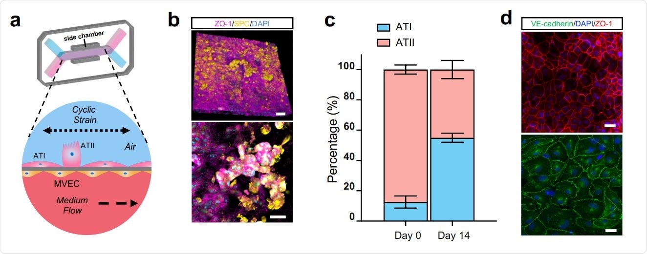 The Human Alveolus Chip. (a) Schematic of Human Alveolus Chip with primary alveolar epithelial type I (ATI) and type II (ATII) cells lining the upper surface of the porous ECM-coated membrane in the air channel with and pulmonary microvascular endothelial cells (MVEC) on the lower surface of the same membrane in the basal vascular channel that is continuously perfused with medium. The entire membrane and adherent alveolar-capillary interface are exposed to physiological cyclic strain by applying cyclic suction to neighboring hollow chambers (grey) within the flexible PDMS microfluidic device. (b) Two magnifications of immunofluorescence micrographs showing the distribution of ZO1-containing tight junctions and ATII cell marker surfactant protein C (SPC) in the epithelium of the Alveolus Chip (bar, 50 μm). (c) Graph showing the percentages of ATI and ATII cells at the time of plating and 14 days after culture on-chip. Data represent mean ± SD; n = 3 biological replicates. (d) Immunofluorescence micrographs showing alveolar epithelial cells (top) and endothelial cells (bottom) within the Alveolus Chip stained for ZO1 and VE-cadherin, respectively (bar, 50 μm).